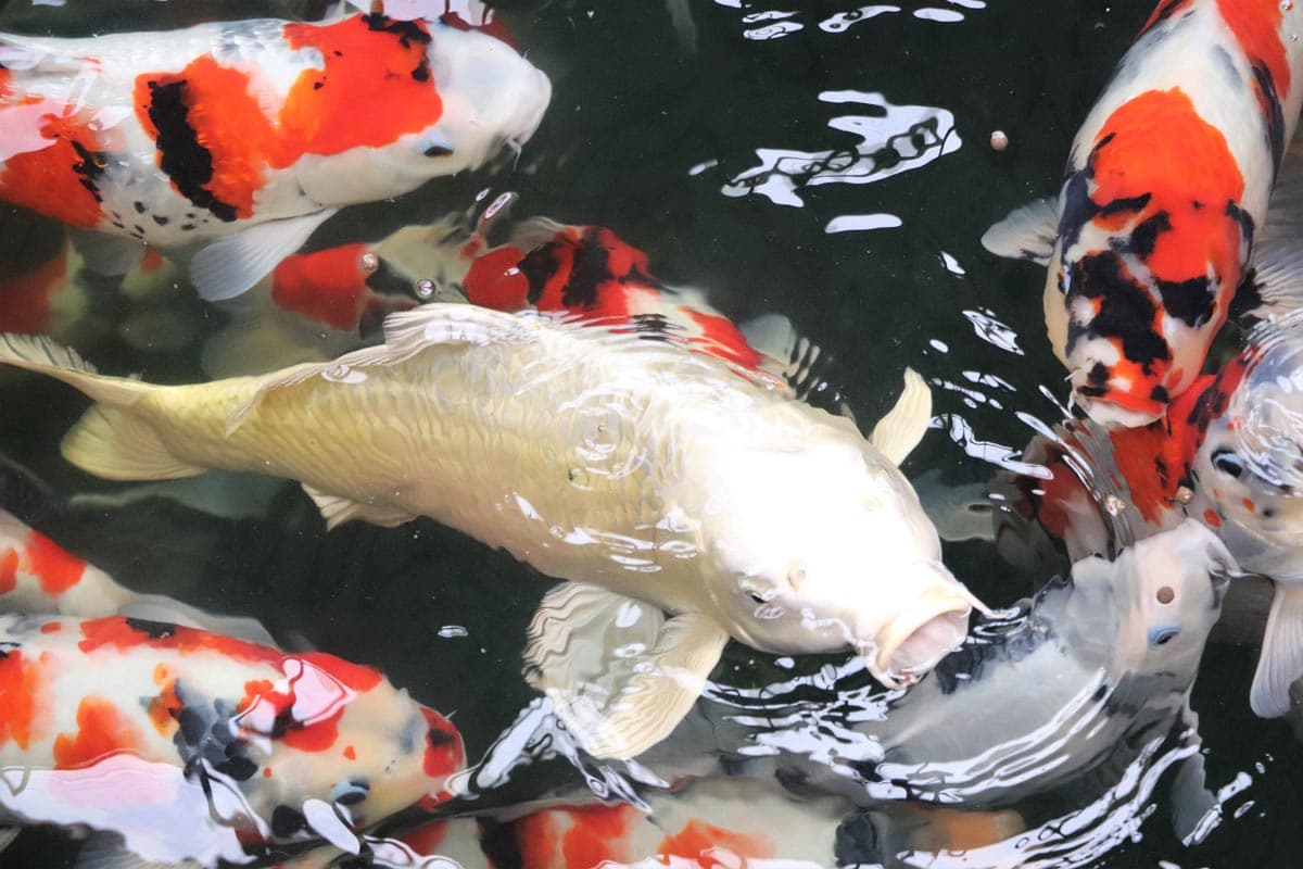 Kyodai Koi mud pond — 750,000 gallons of mineral-rich Kentucky clay
