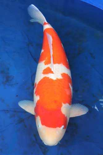Premium orange koi