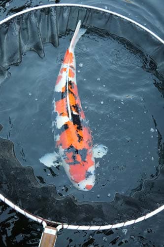 Champion Showa koi