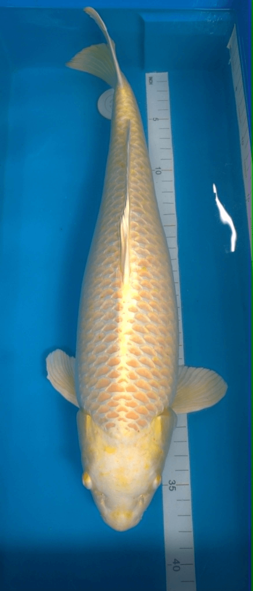 Premium white Ogon koi