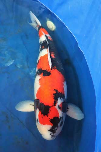 Koi pond