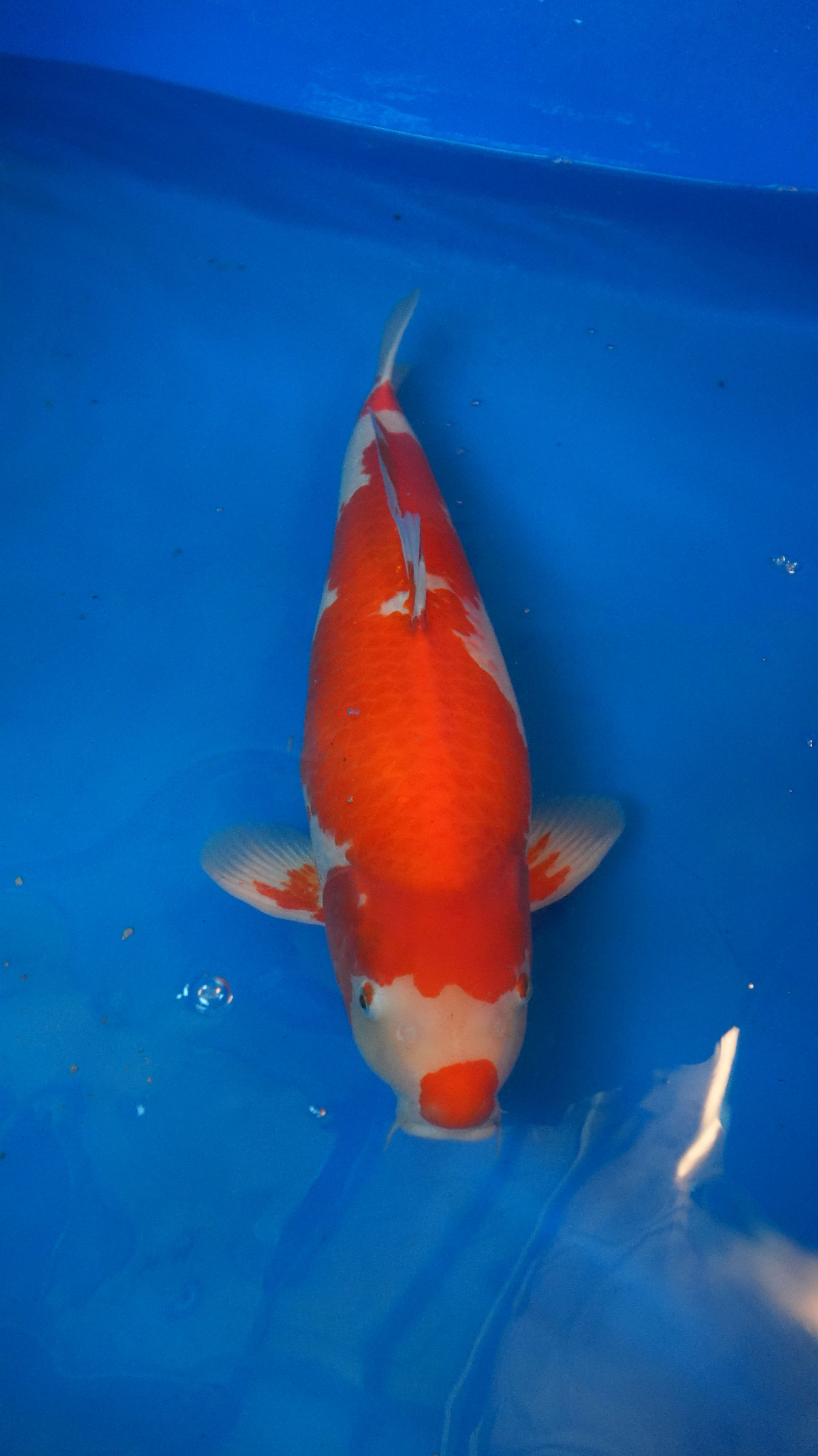 Kohaku — photo 1