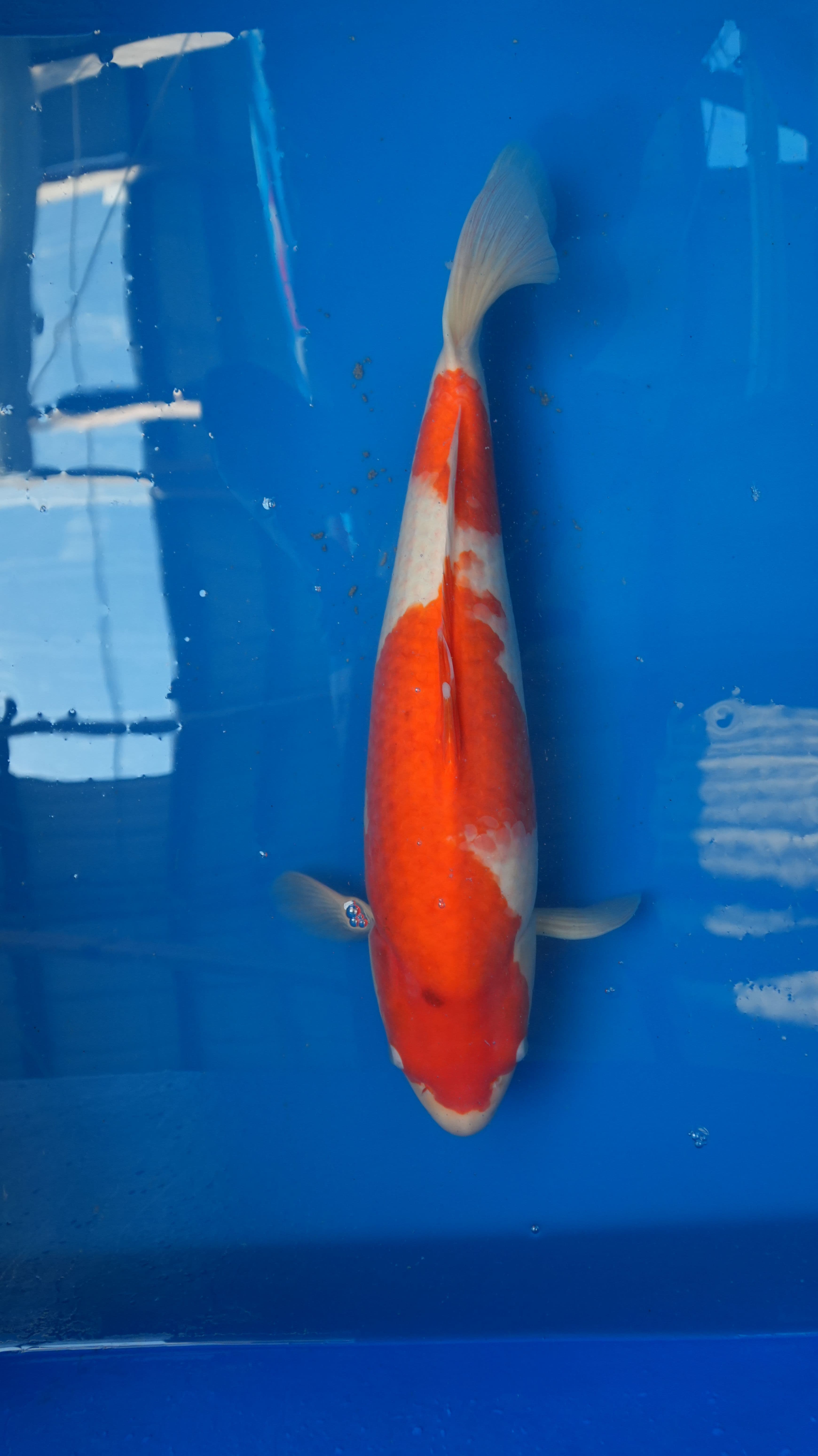 Kohaku — photo 1