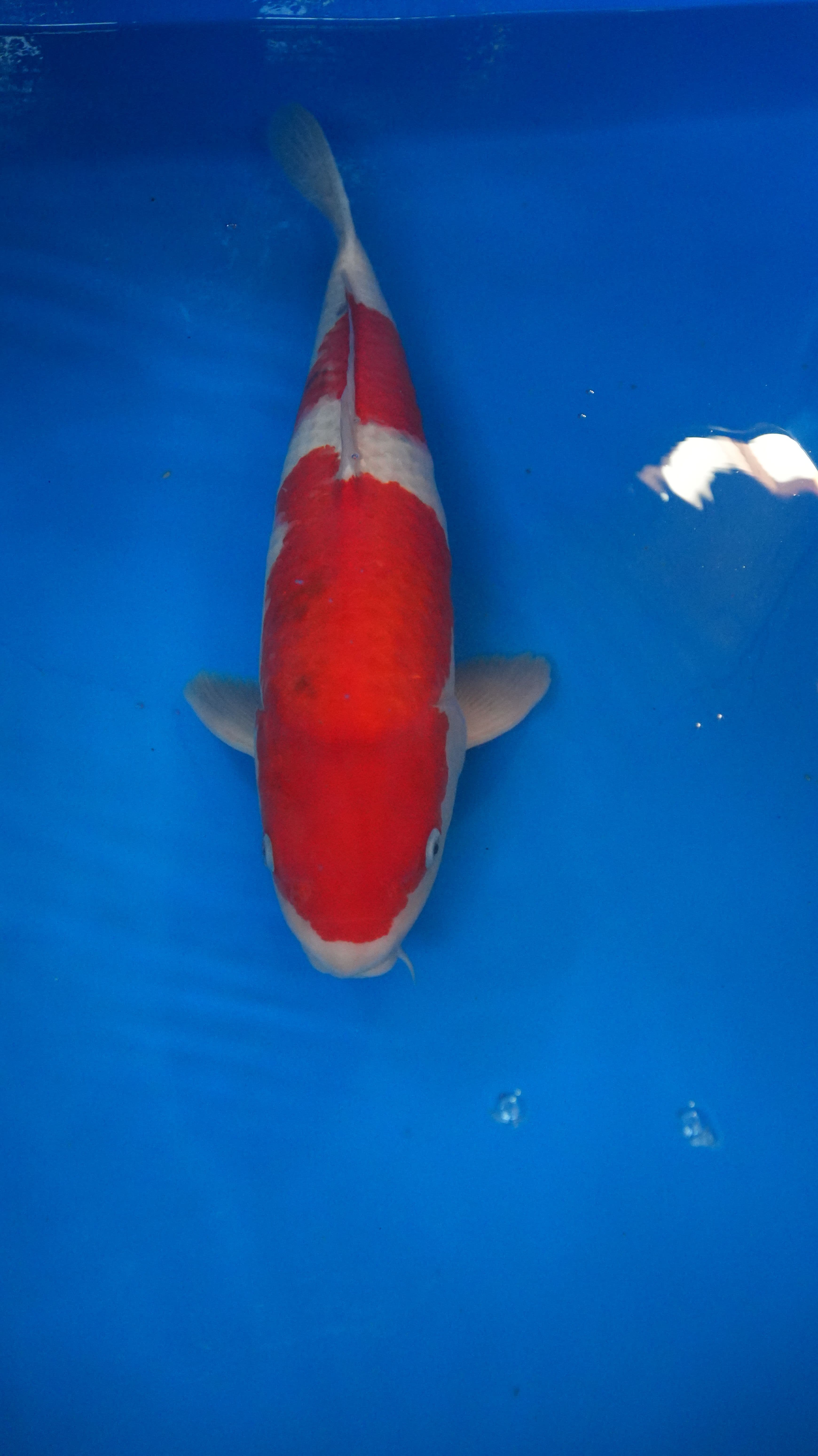 Kohaku — photo 1