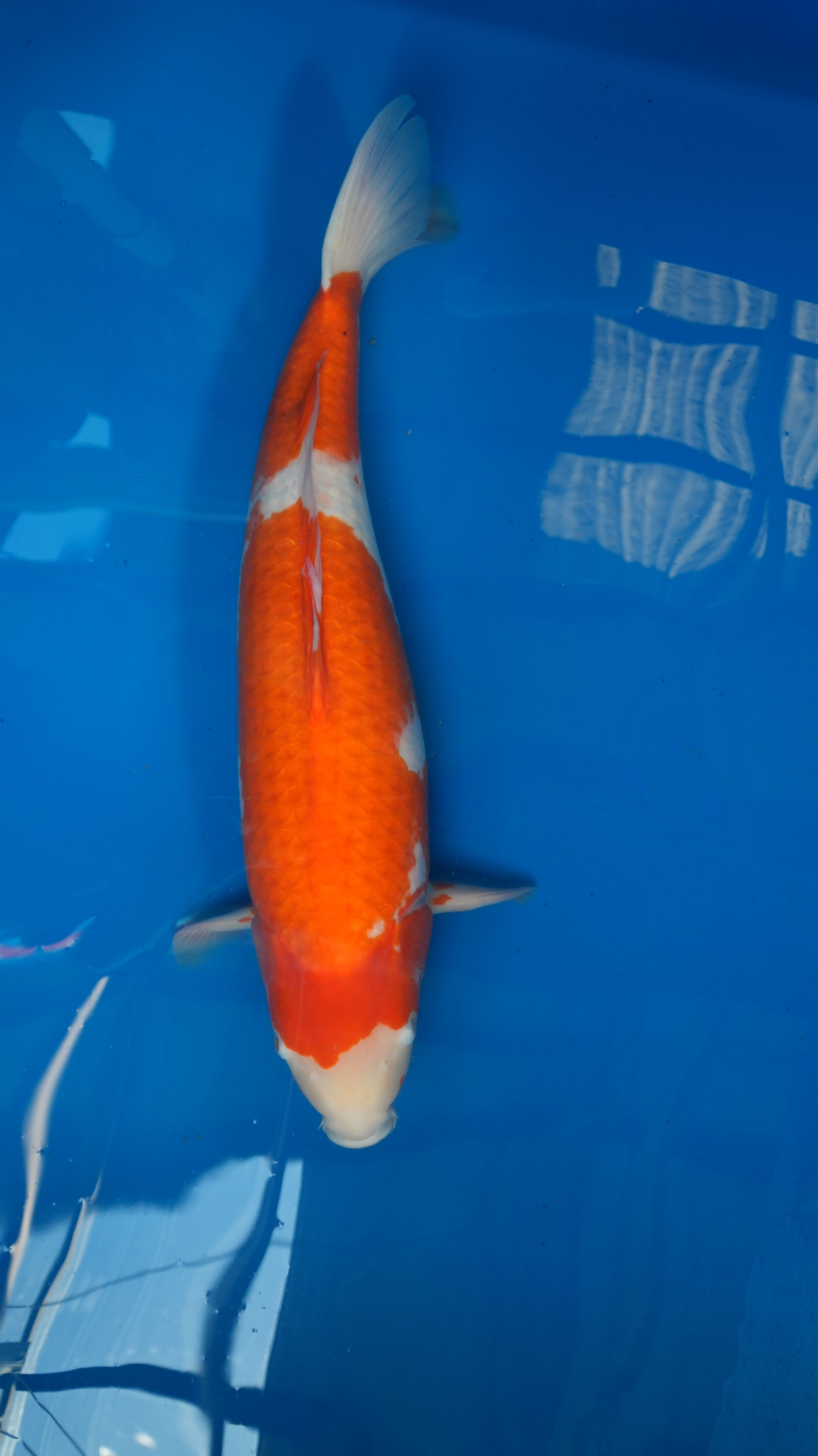 Kohaku — photo 1
