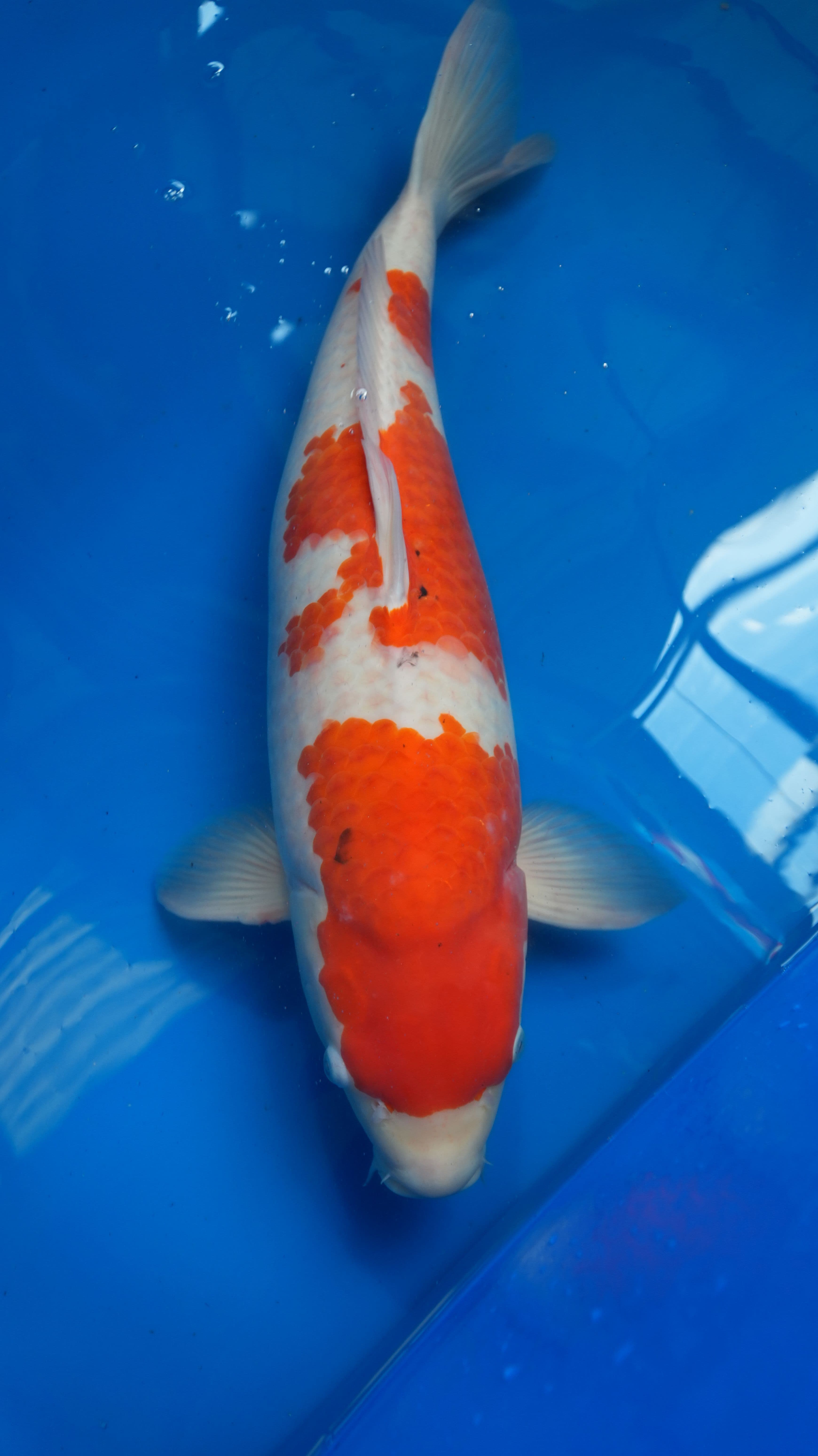 Kohaku — photo 1