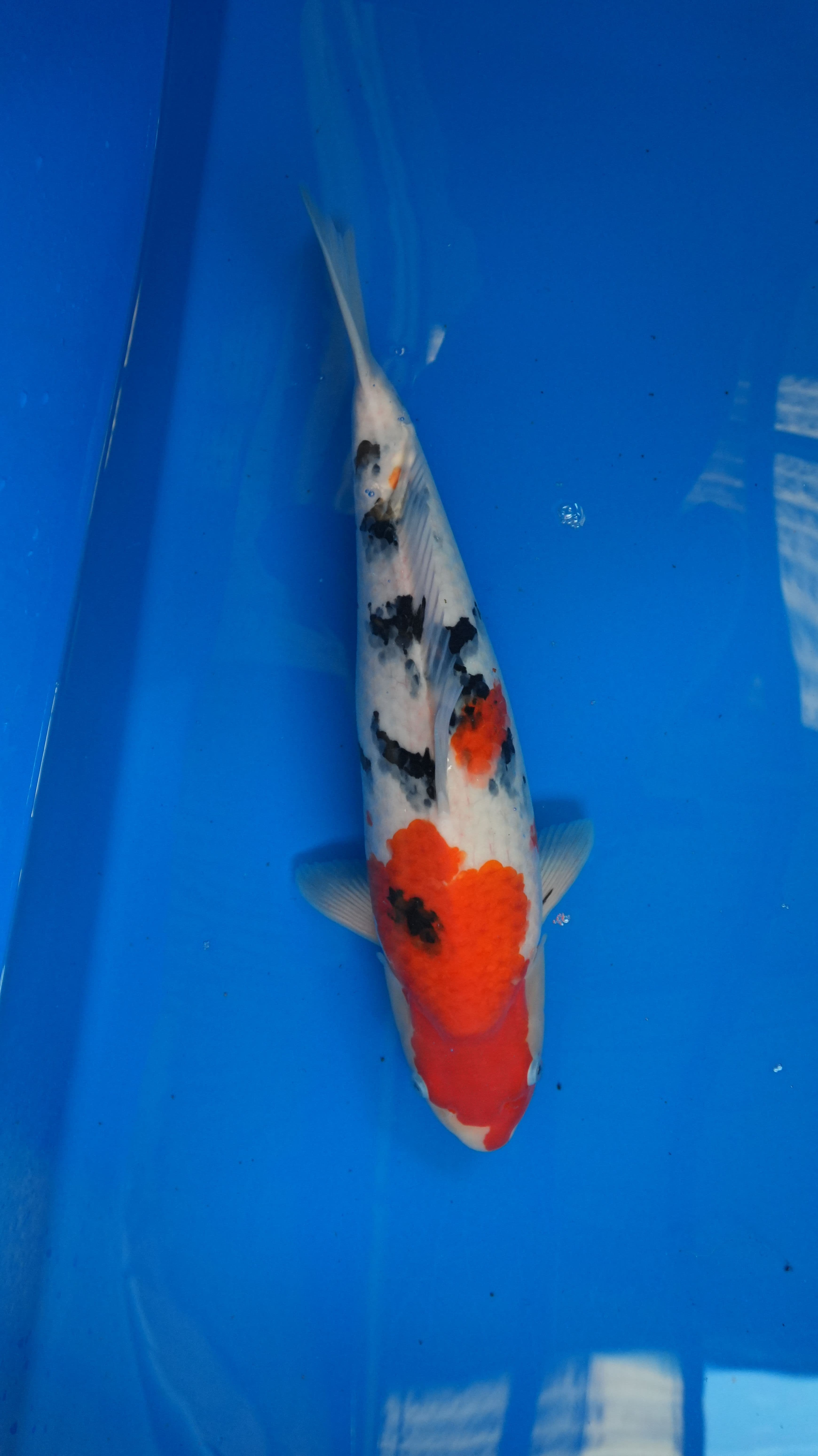 Sanke 2yr-Sanke-Sakai-w5