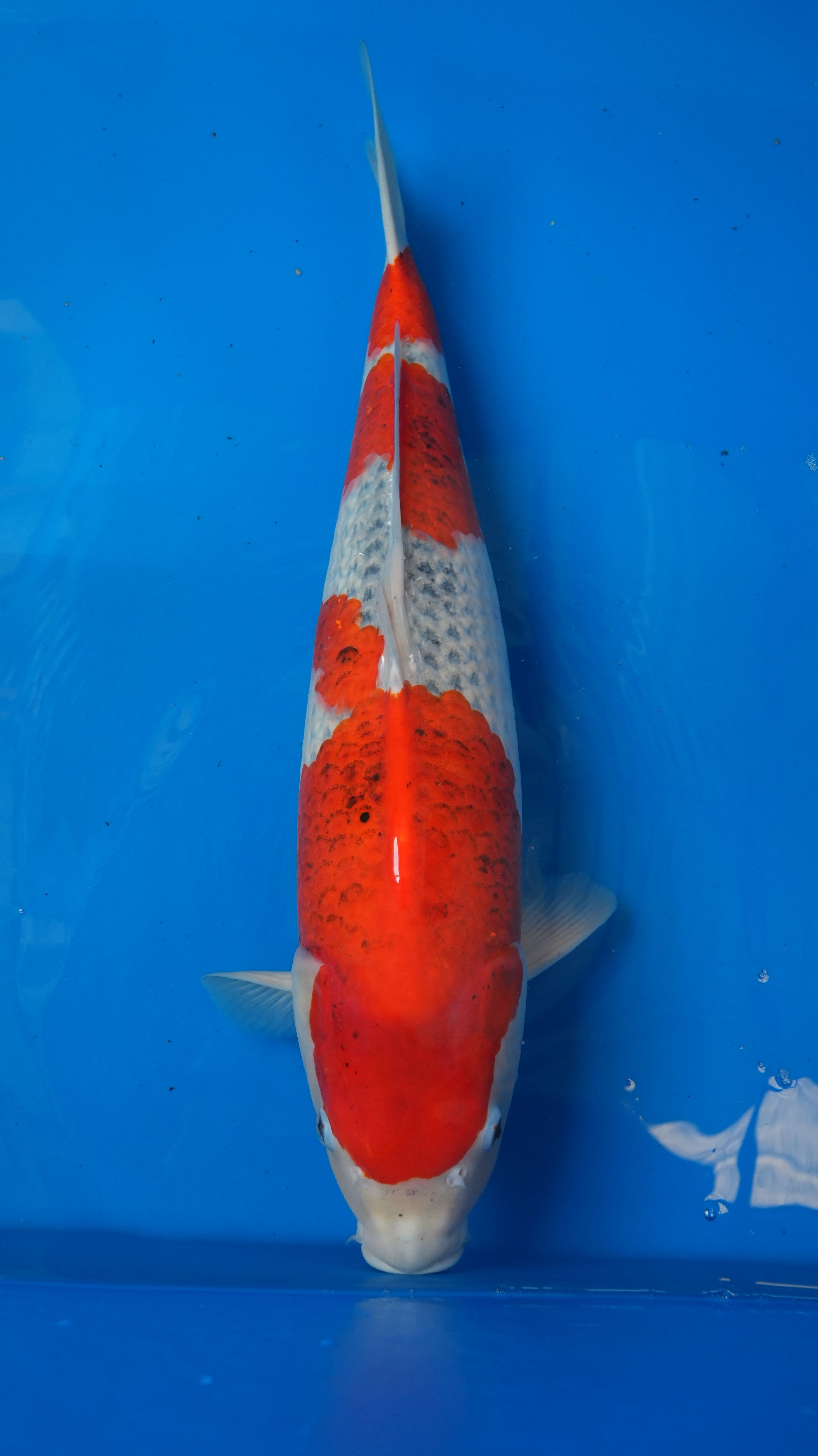 2yr-Goshiki-no.3