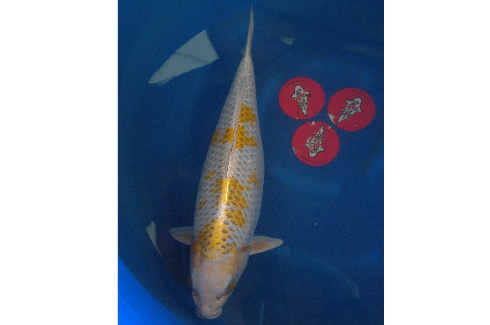 3yr-Kirin-Wada-no.5