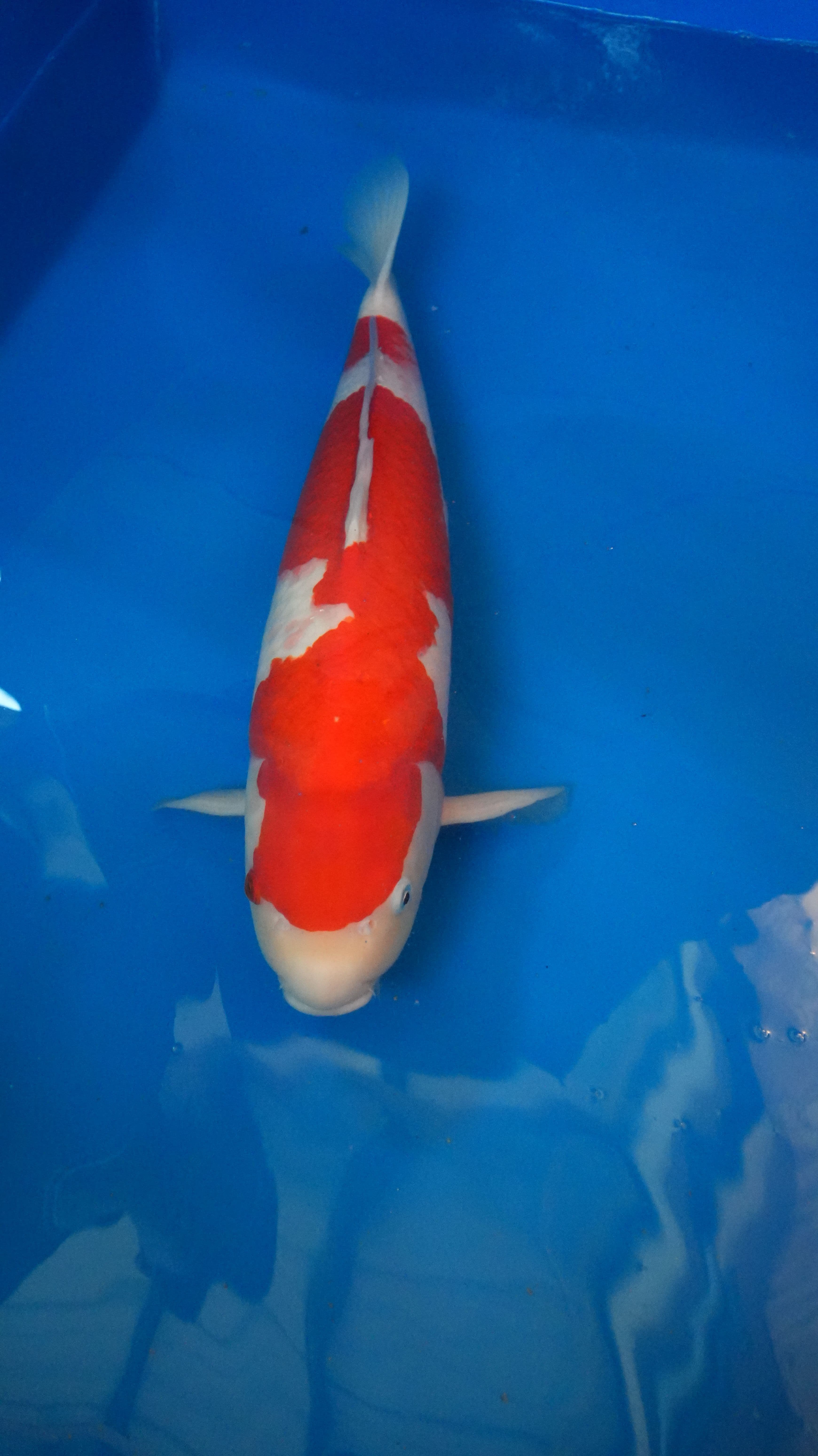 Kohaku — photo 1