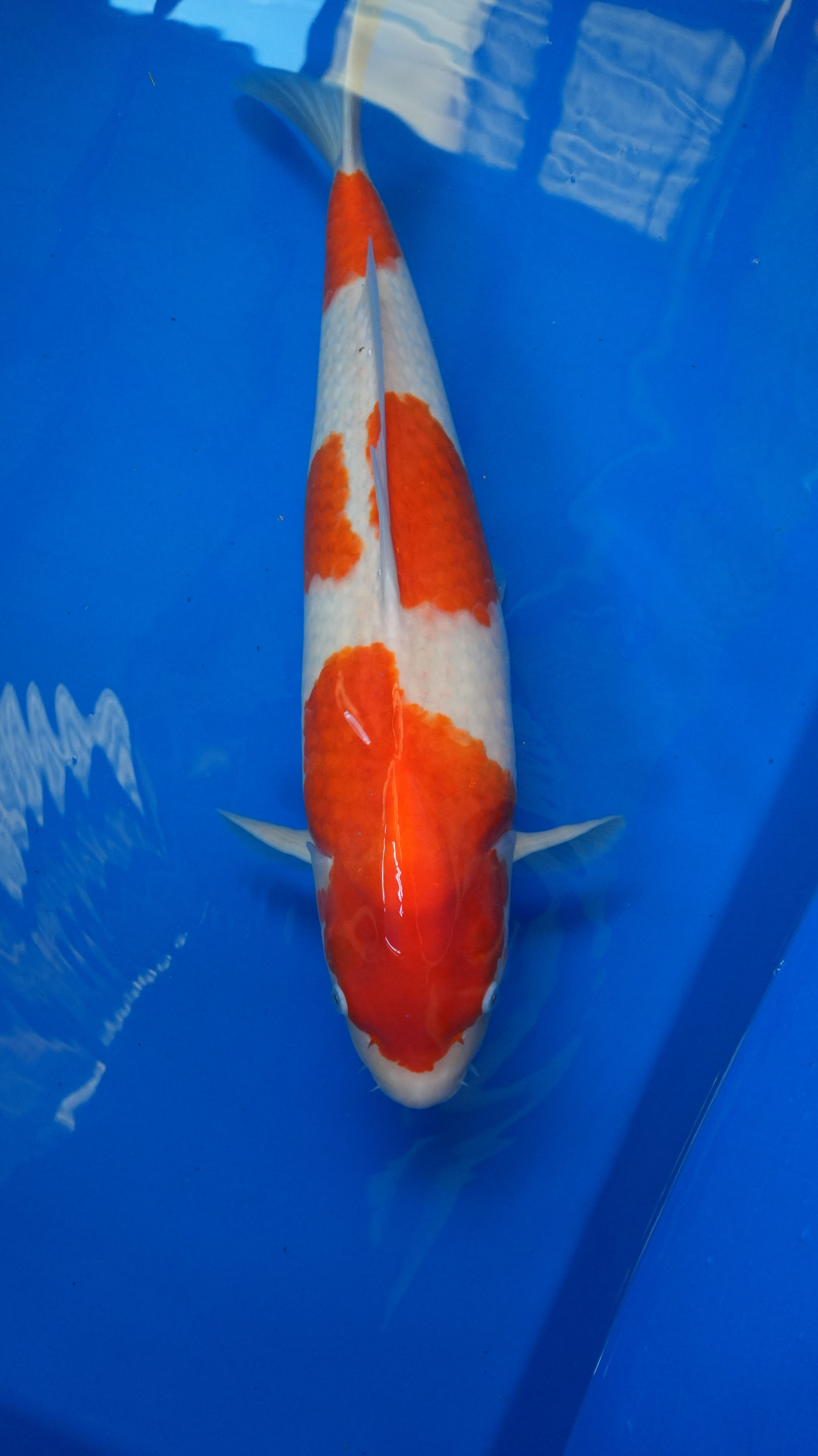 Kohaku — photo 1