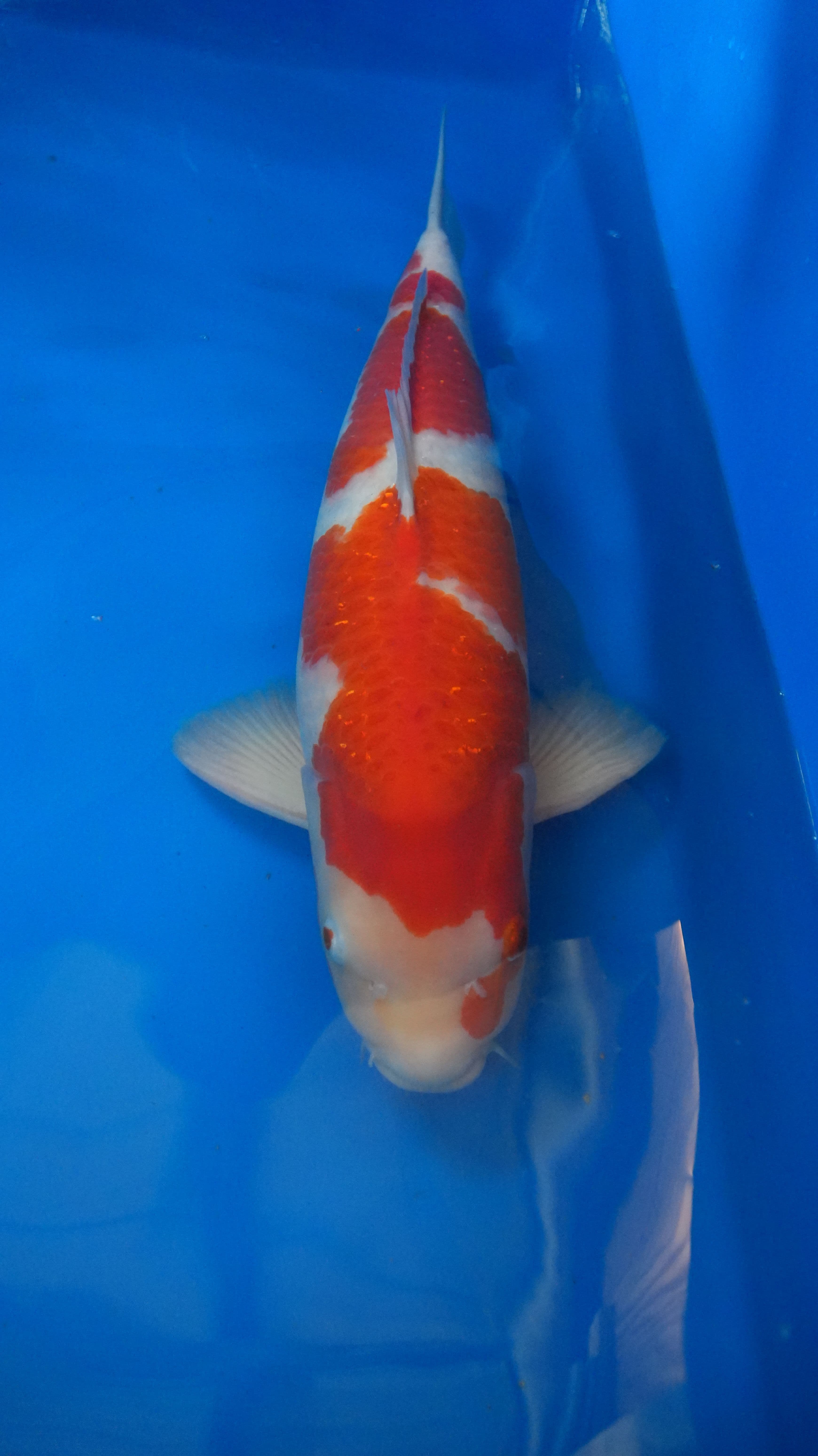 Kohaku — photo 1