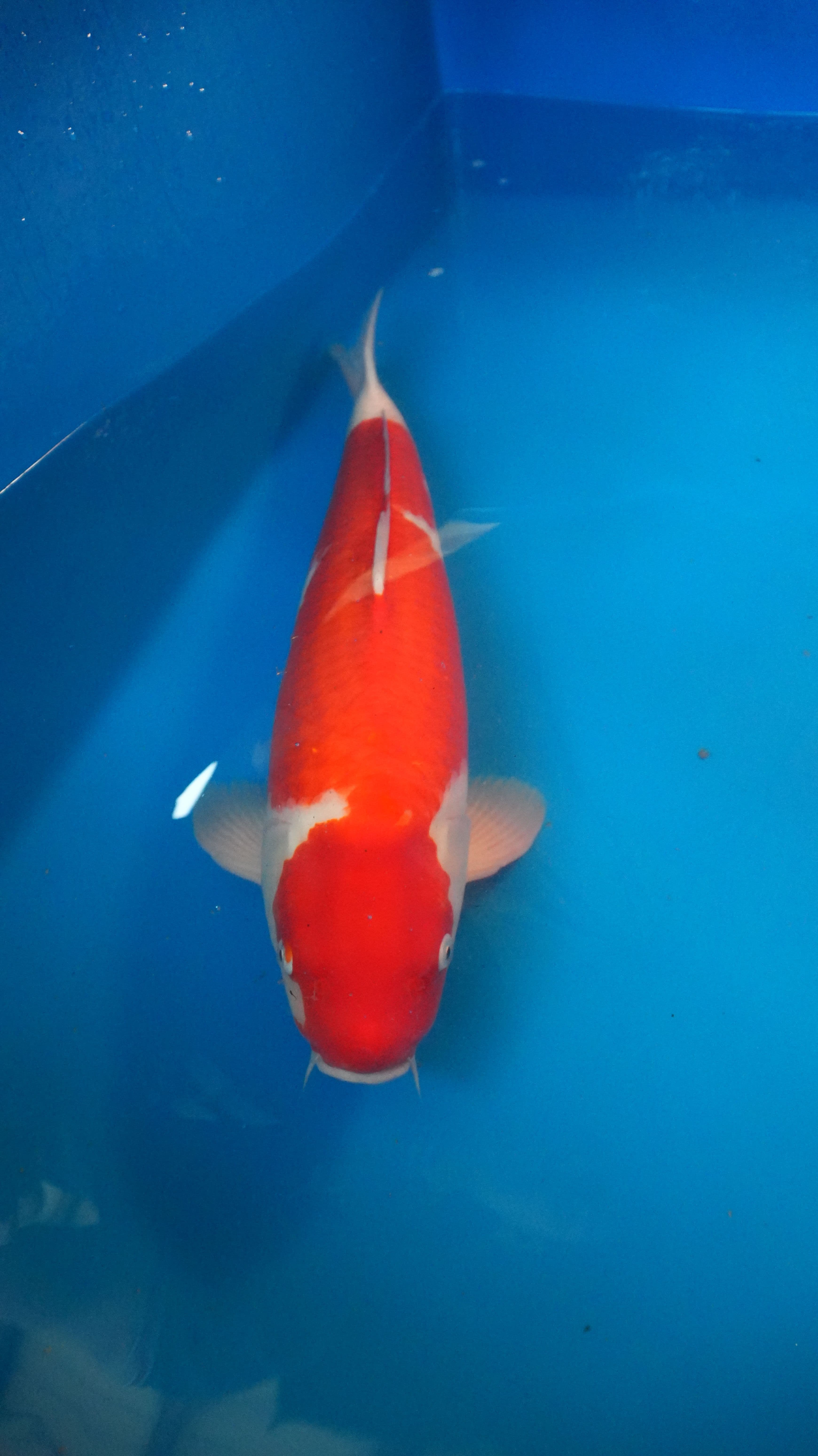 Kohaku — photo 1