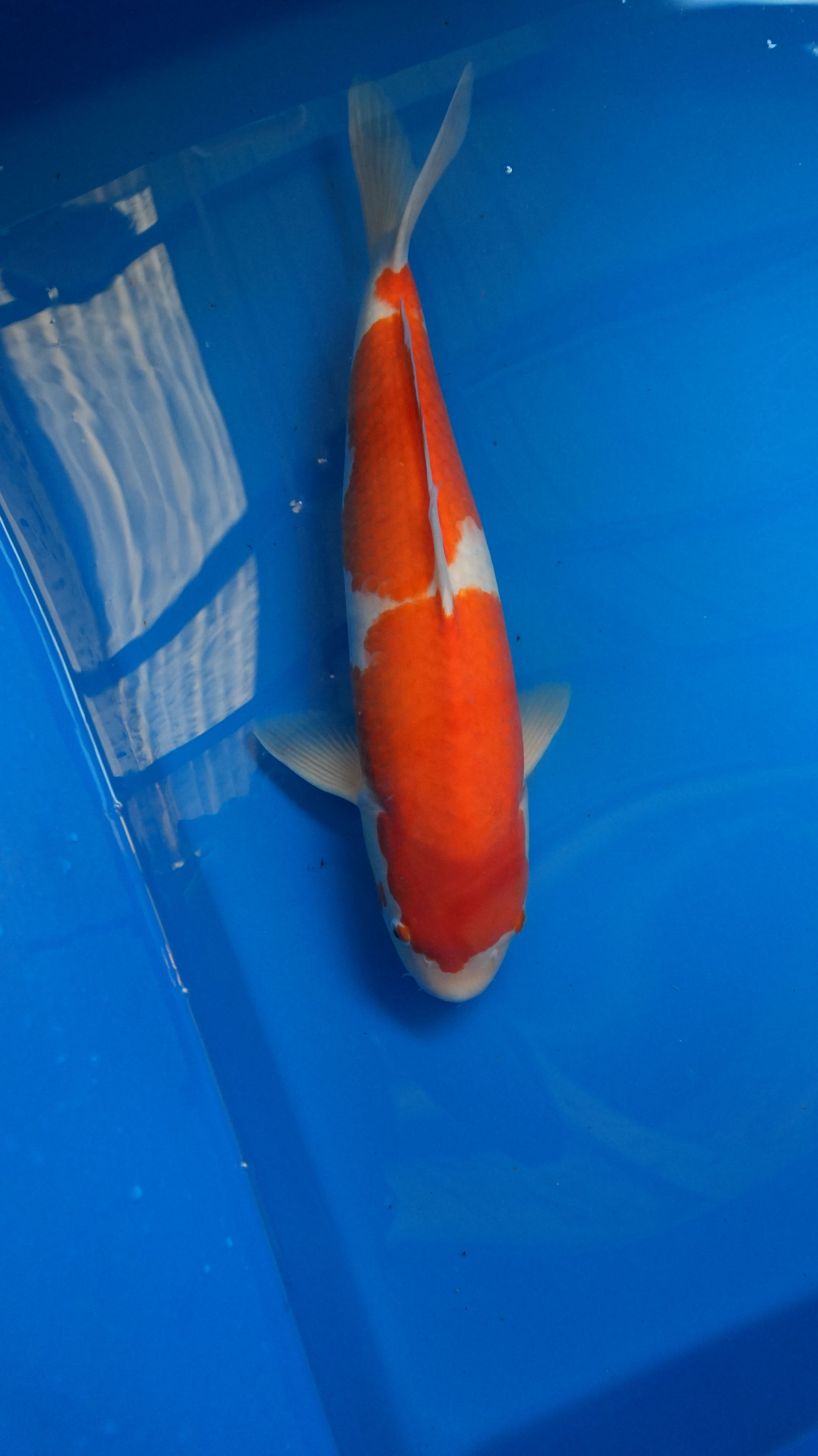 Kohaku — photo 1