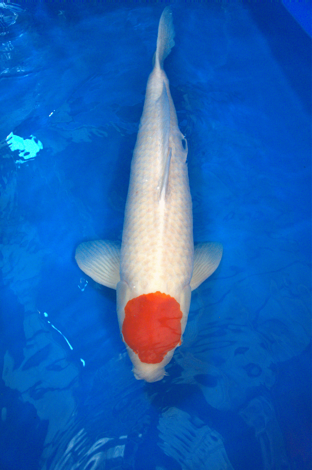 Tancho Kohaku 3YR-Tancho Kohaku-no.2