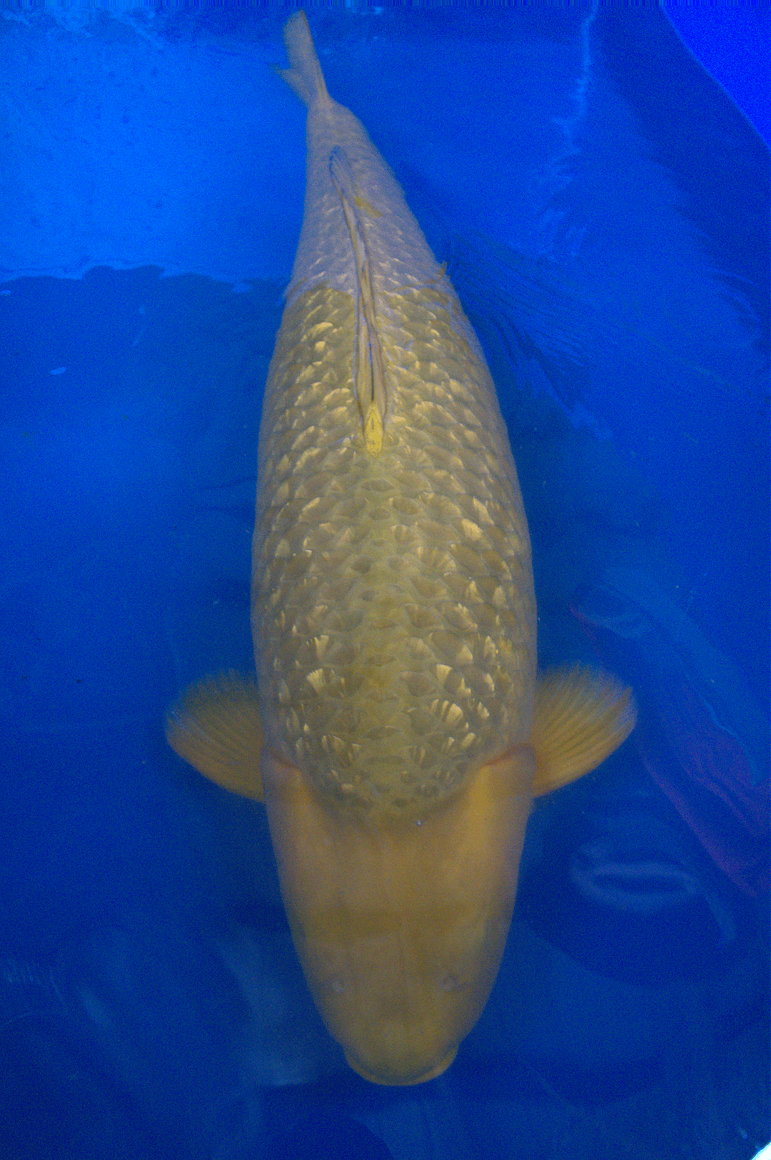 Ginrin Chagoi — photo 1