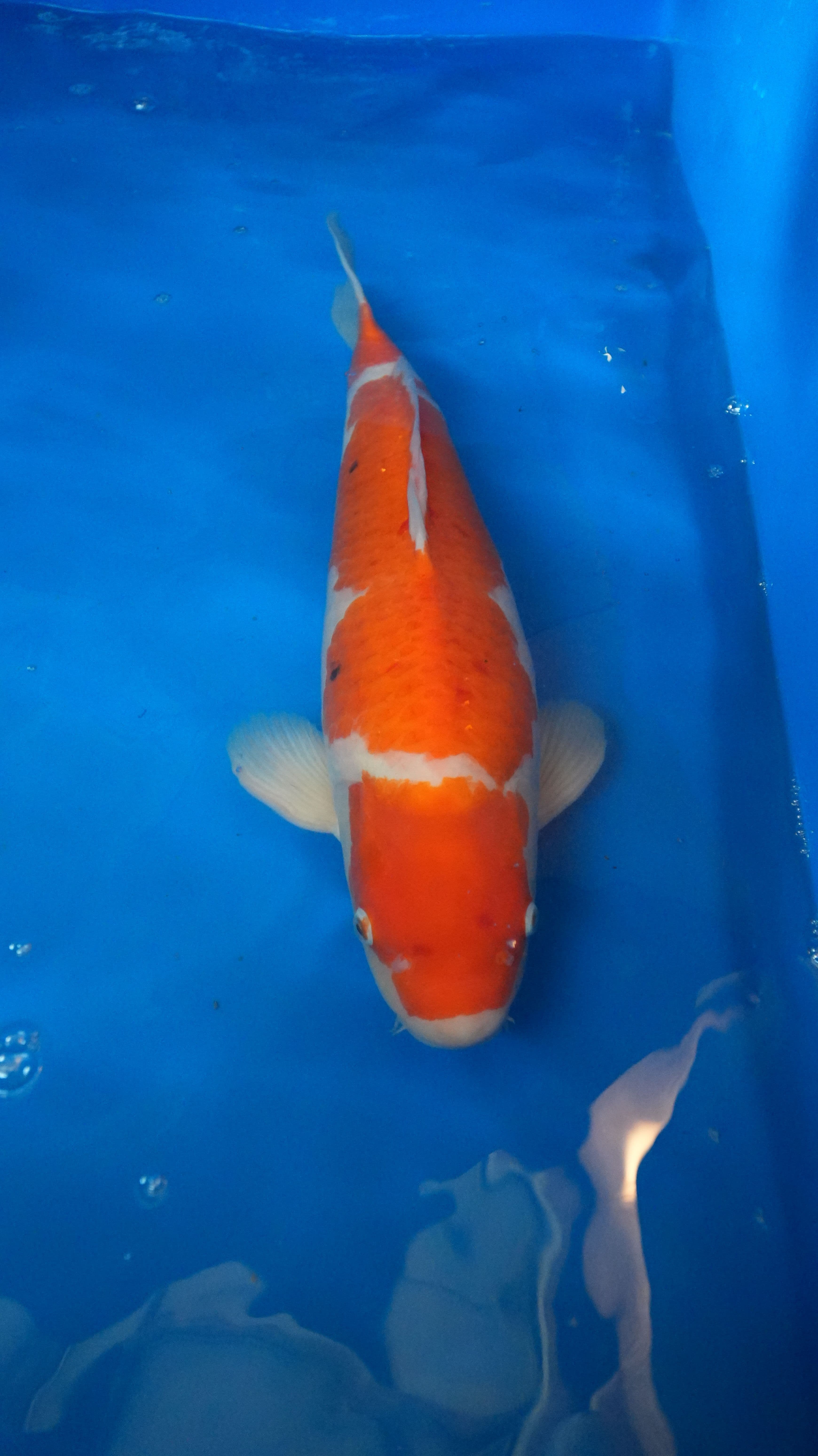Kohaku — photo 1