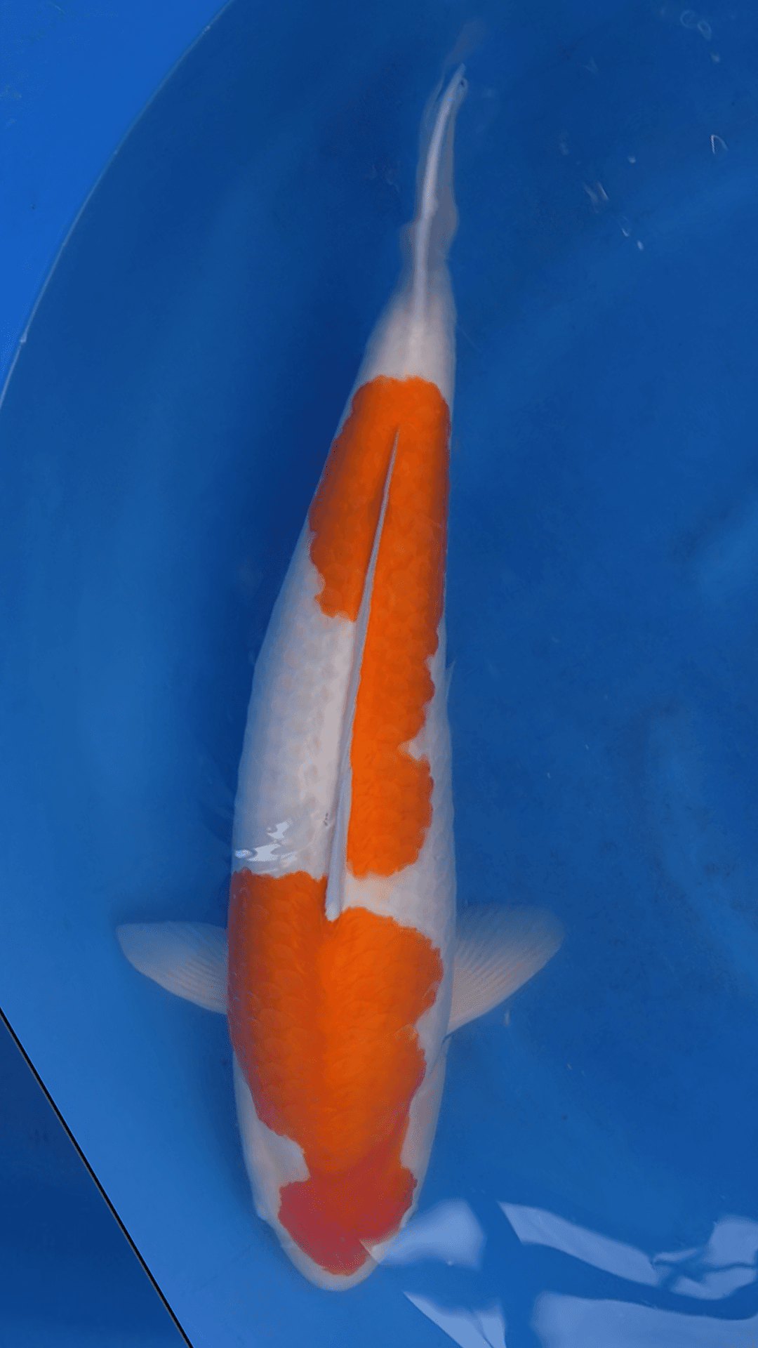 New 3YR-Kuhako-no.15