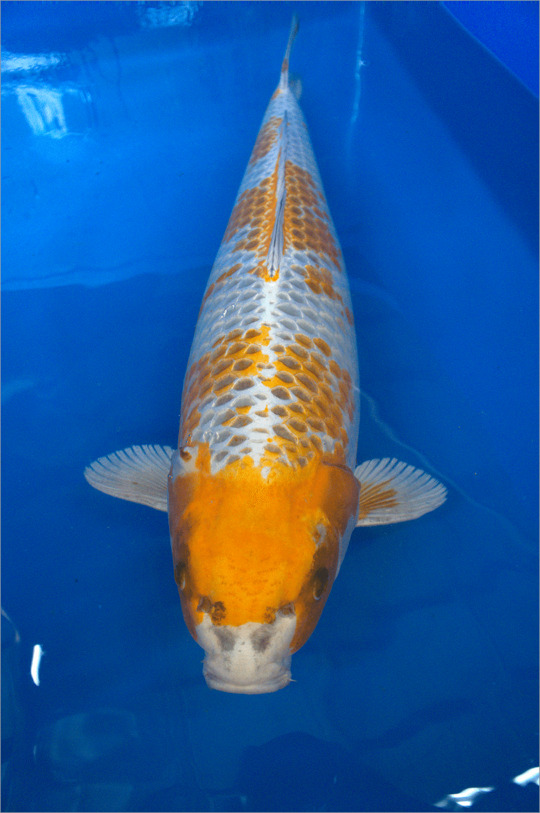 3yr-Kirin-Wada-no.4