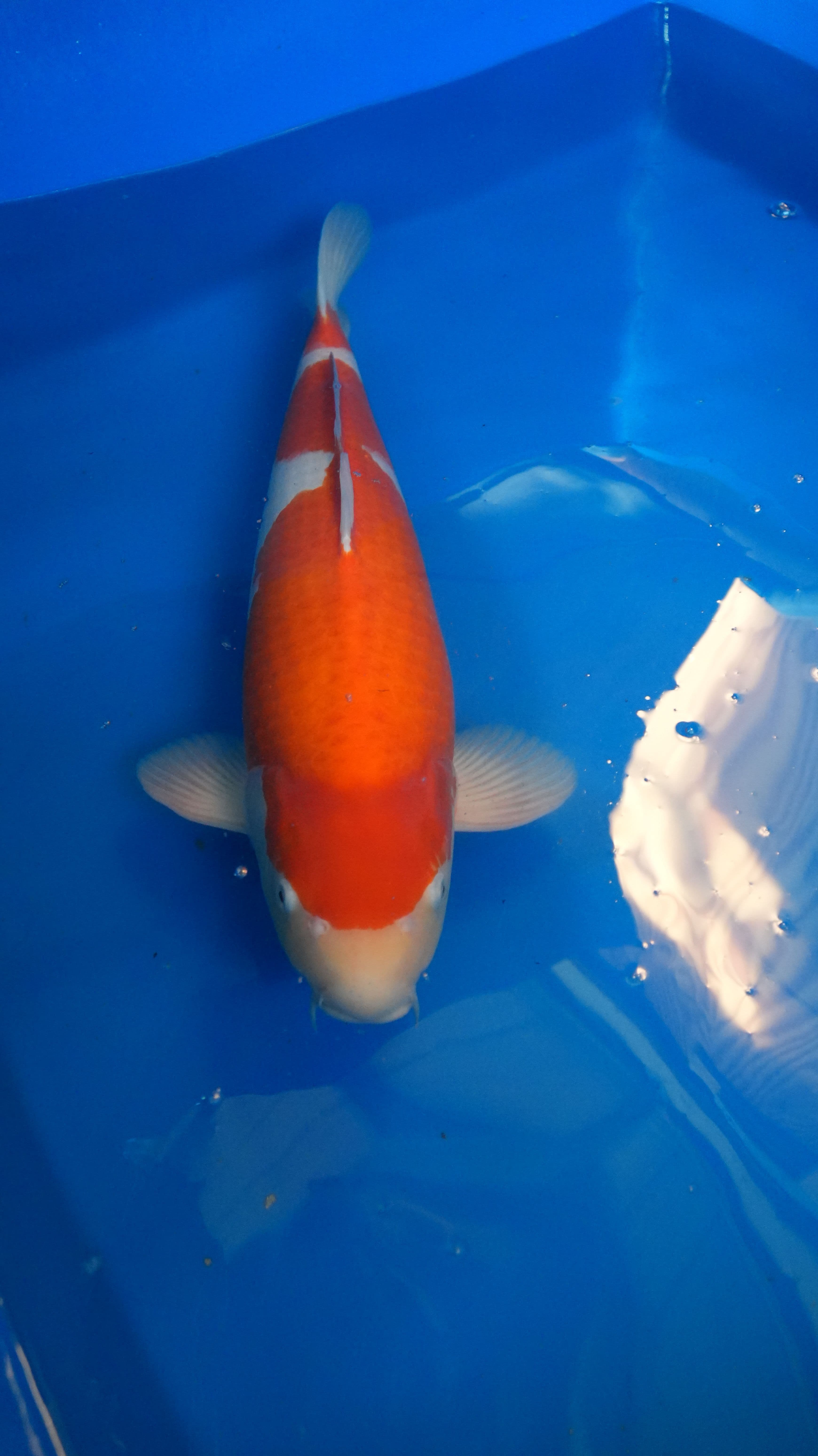 Kohaku — photo 1