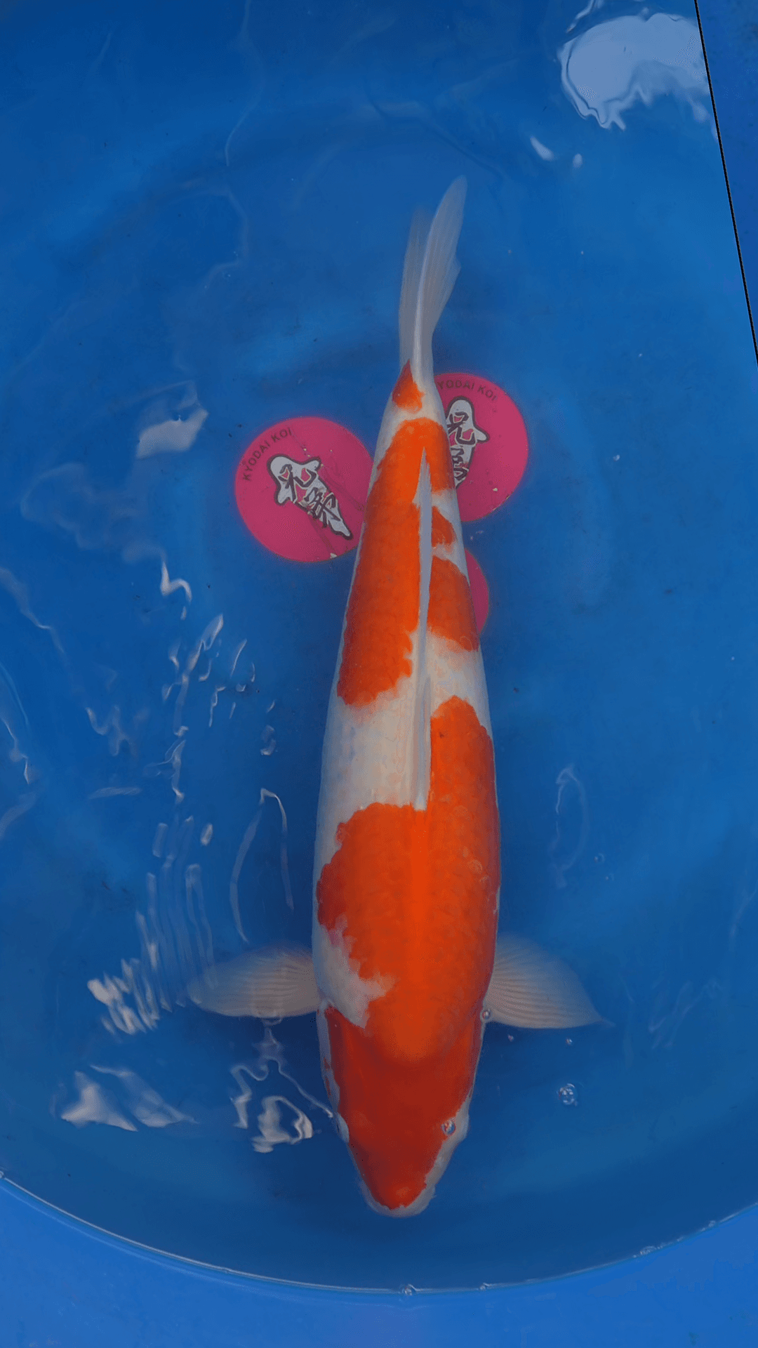 New 3YR-Kuhako-no.14