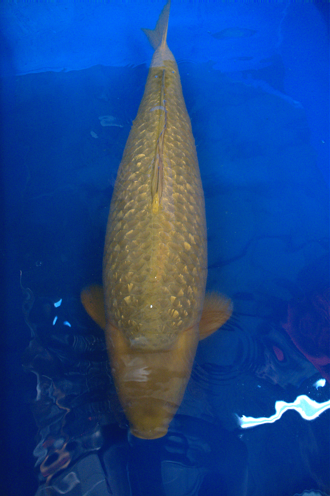 Ginrin-Chagoi