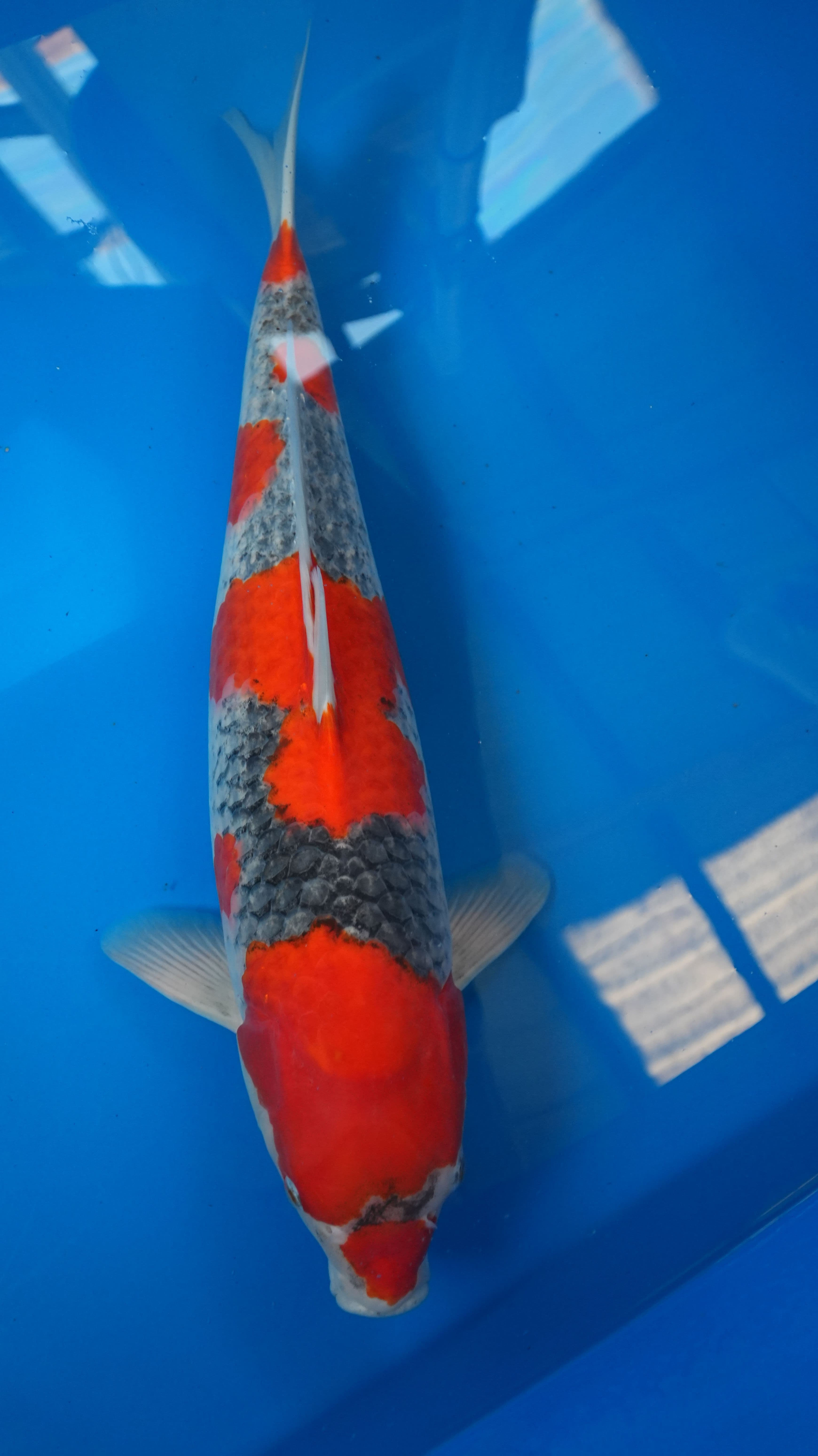 2yr-Goshiki-no.5