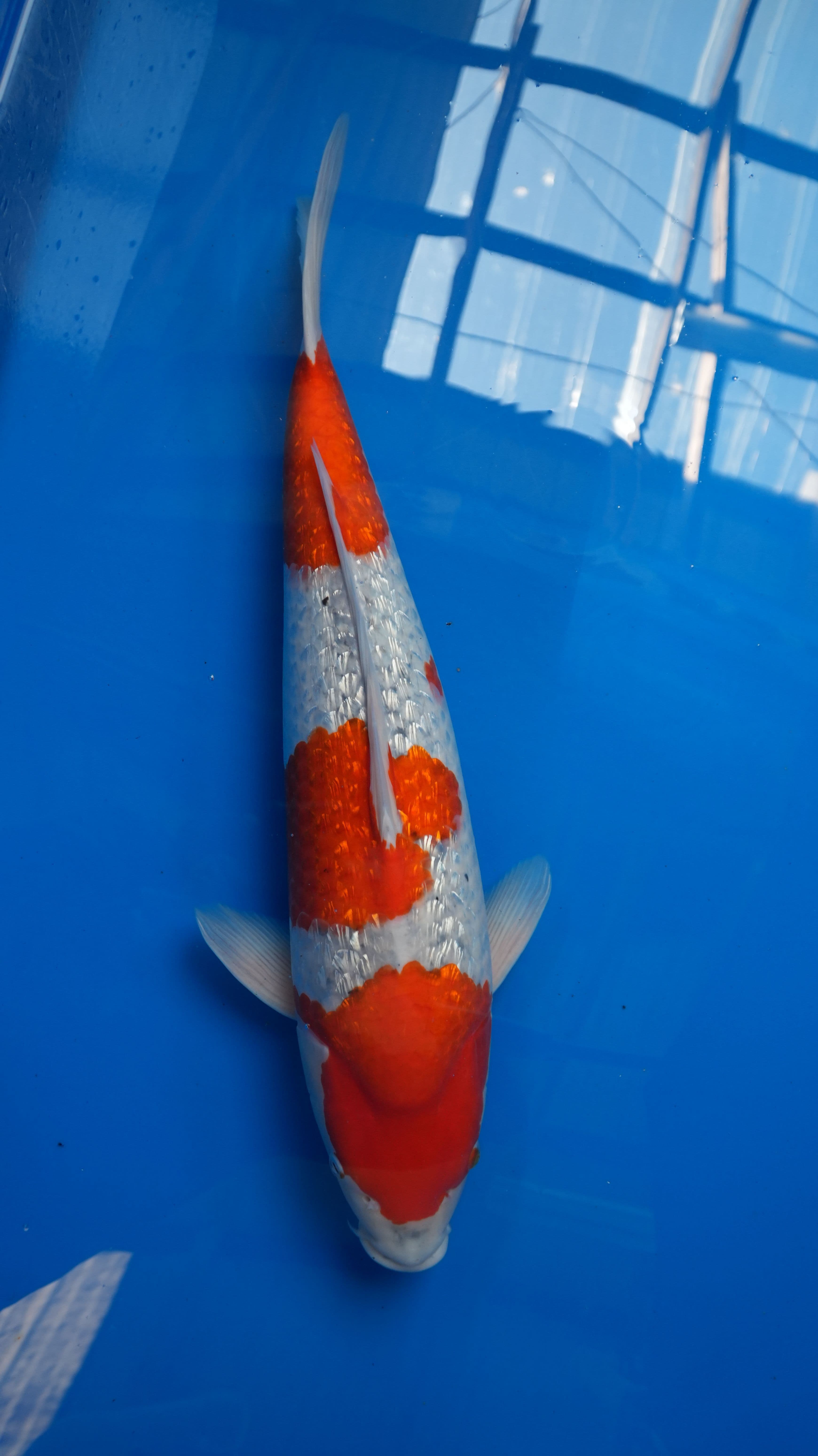 2yr-Ginrin-Goshiki-no.4