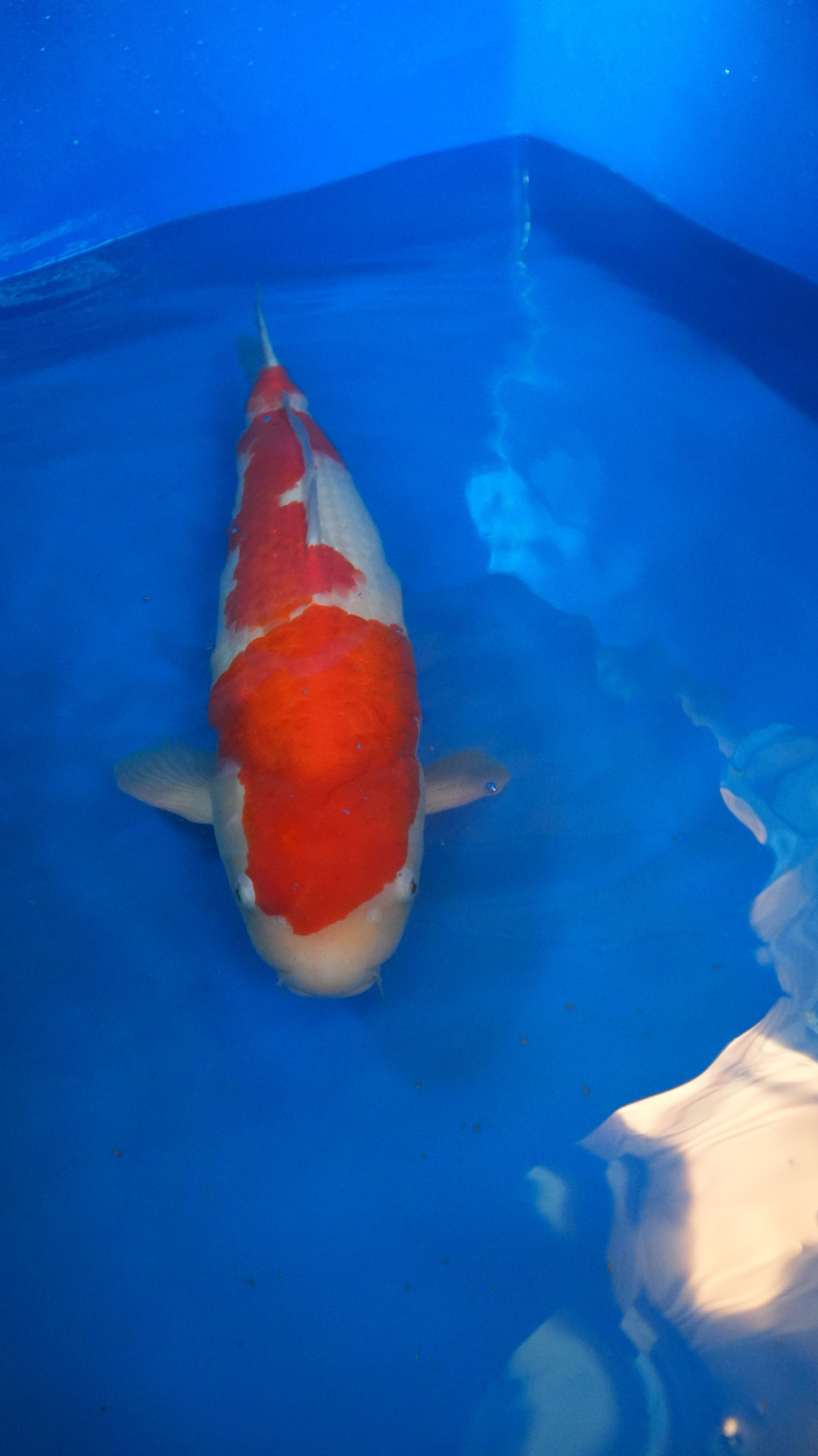 Kohaku — photo 1