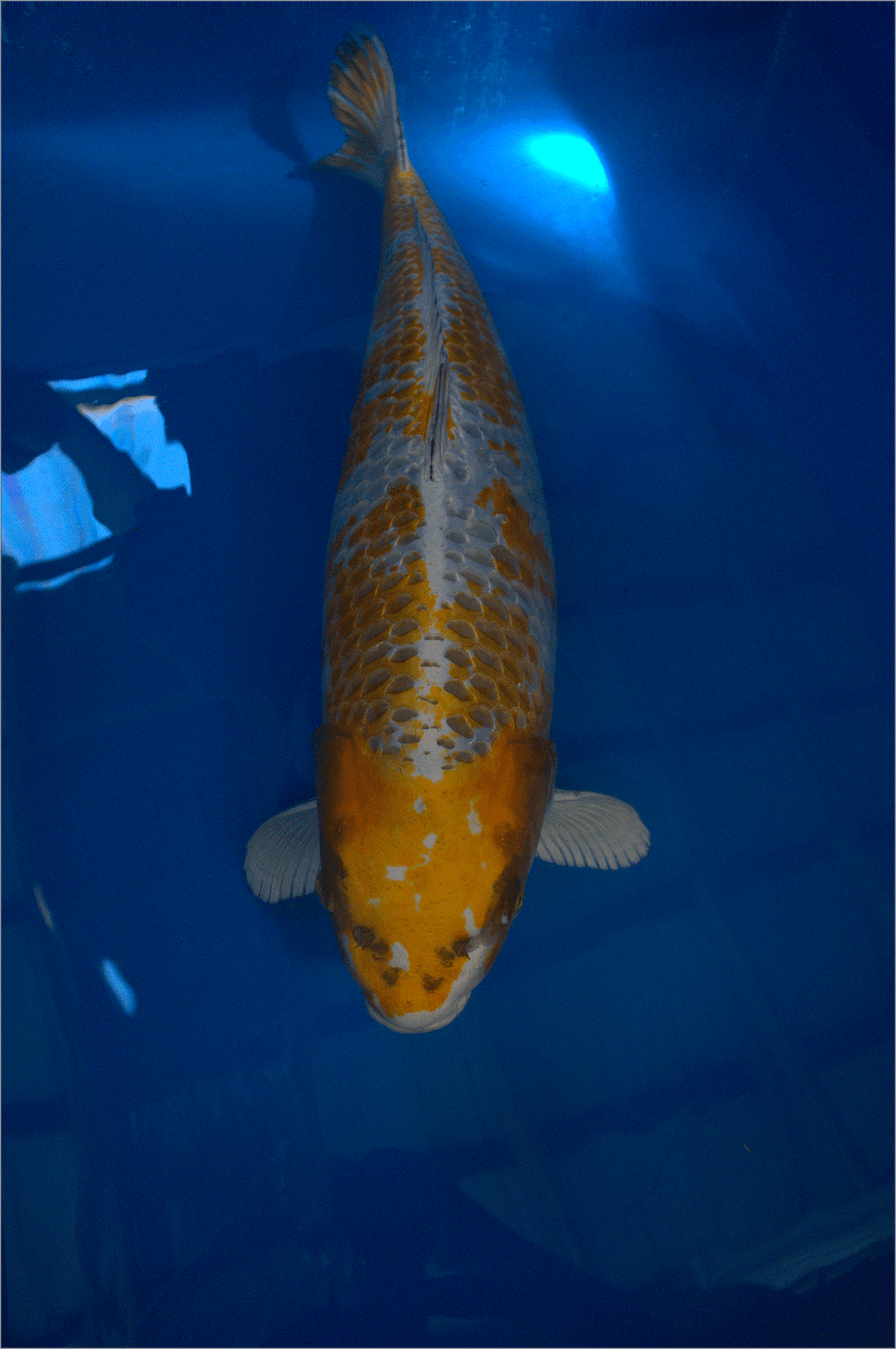 3yr-Kirin-Wada-no.2
