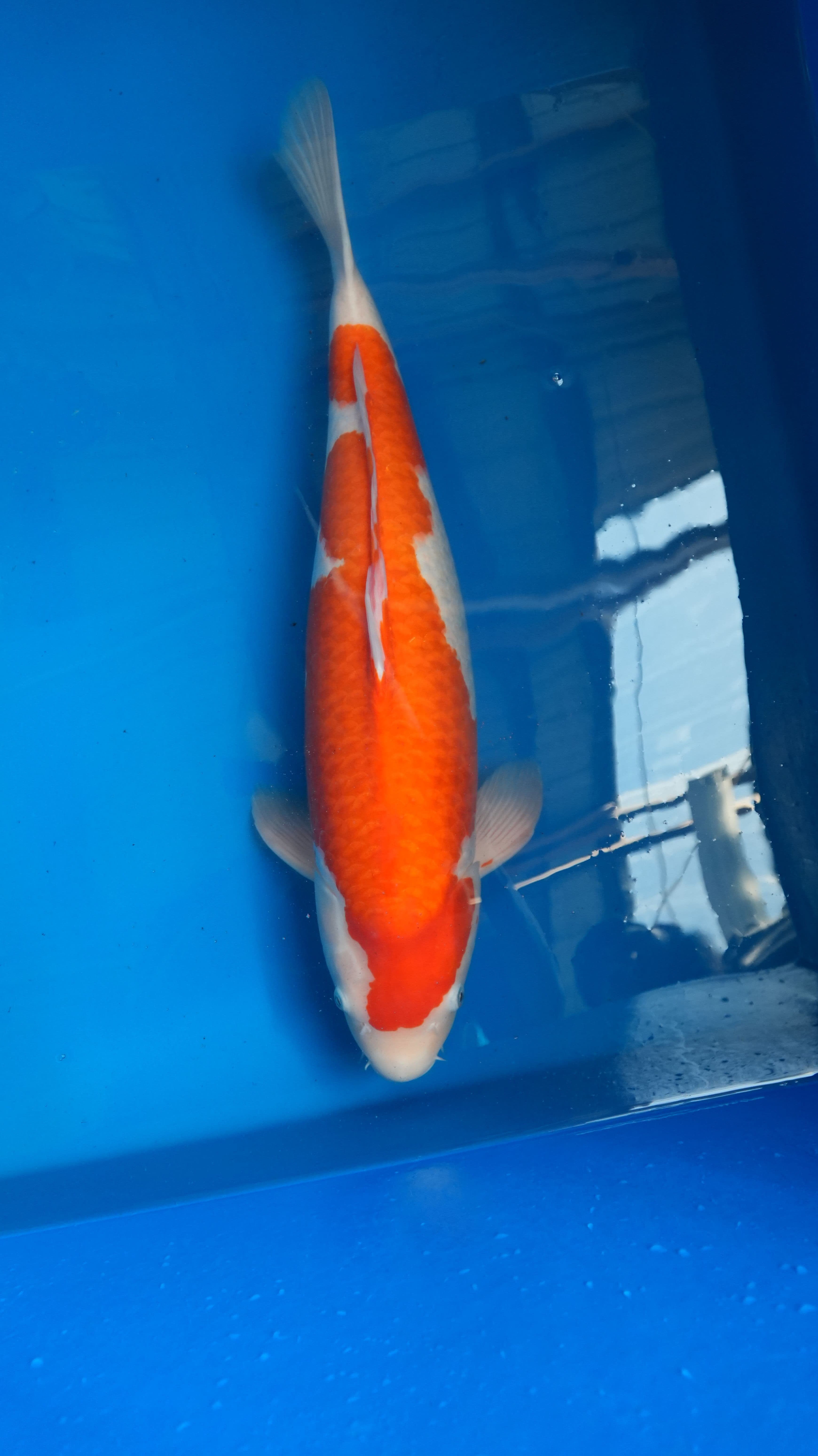 Kohaku — photo 1