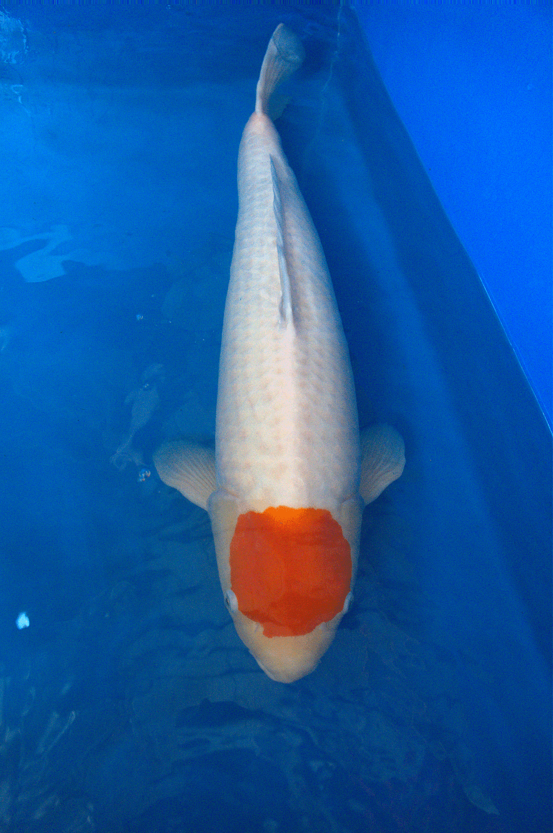 Tancho Kohaku 3YR-Tancho Kohaku-no.1