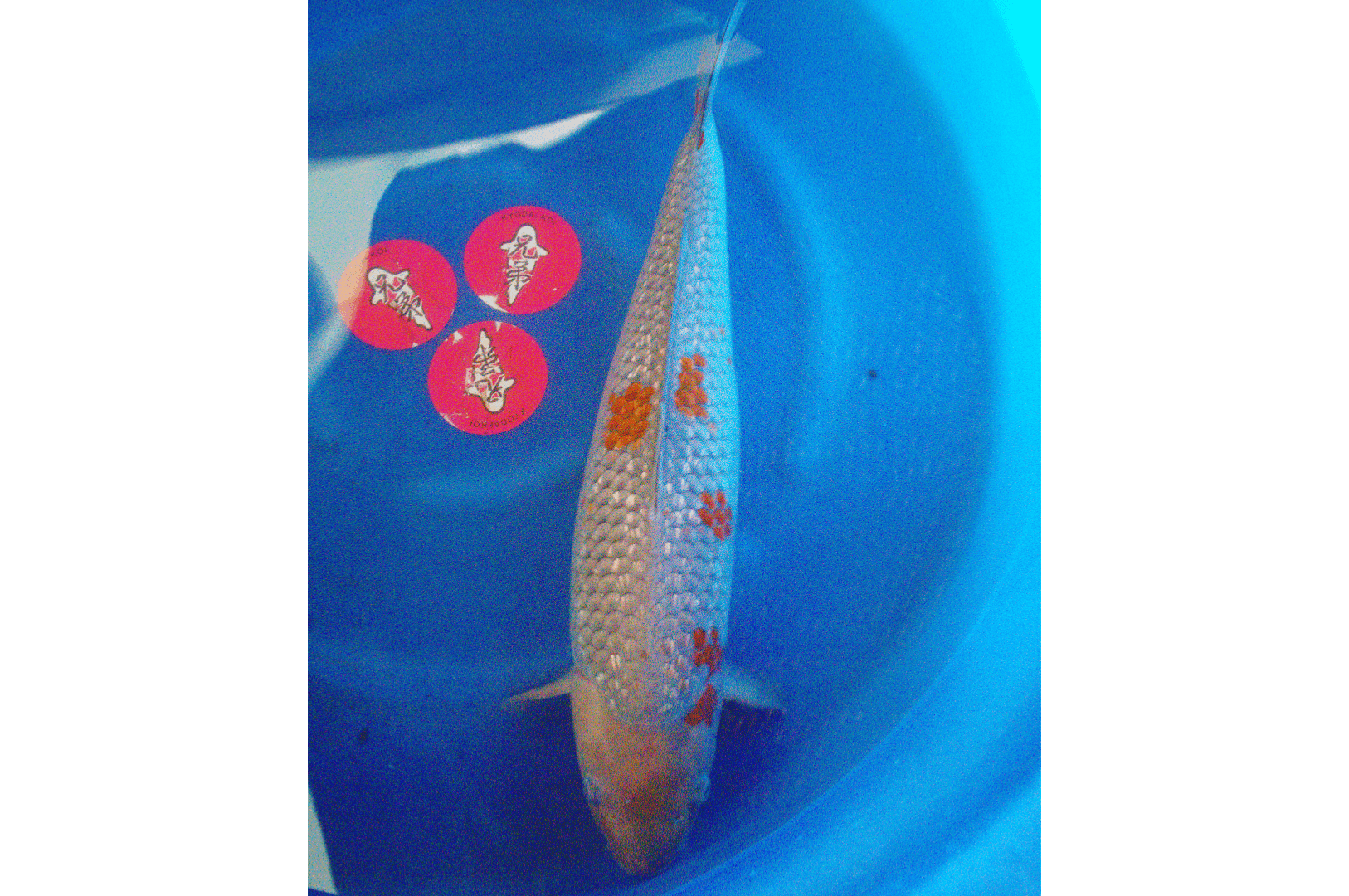 3yr-Ginrin-Ochiba-no.7