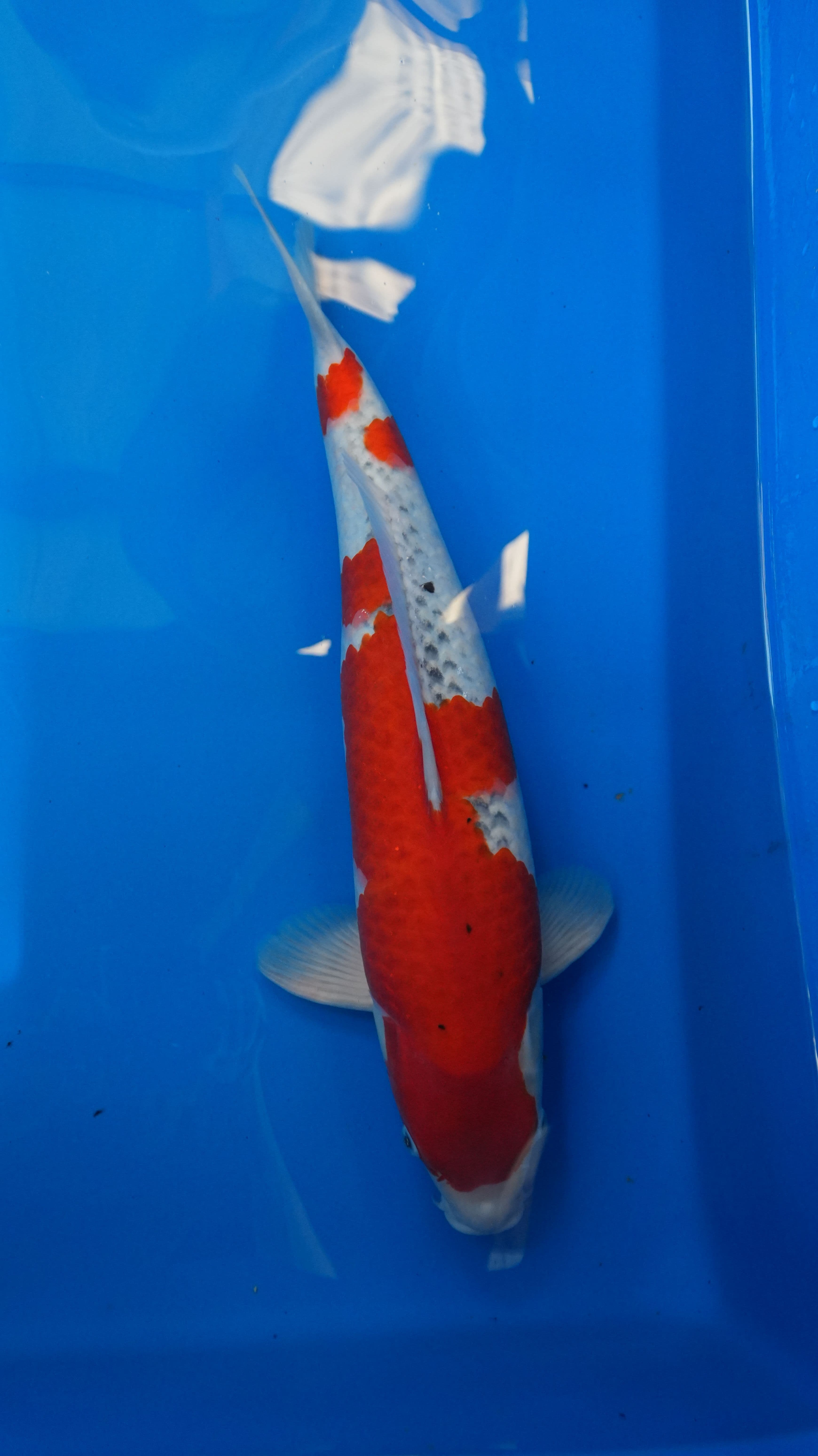 2yr-Goshiki-no.1