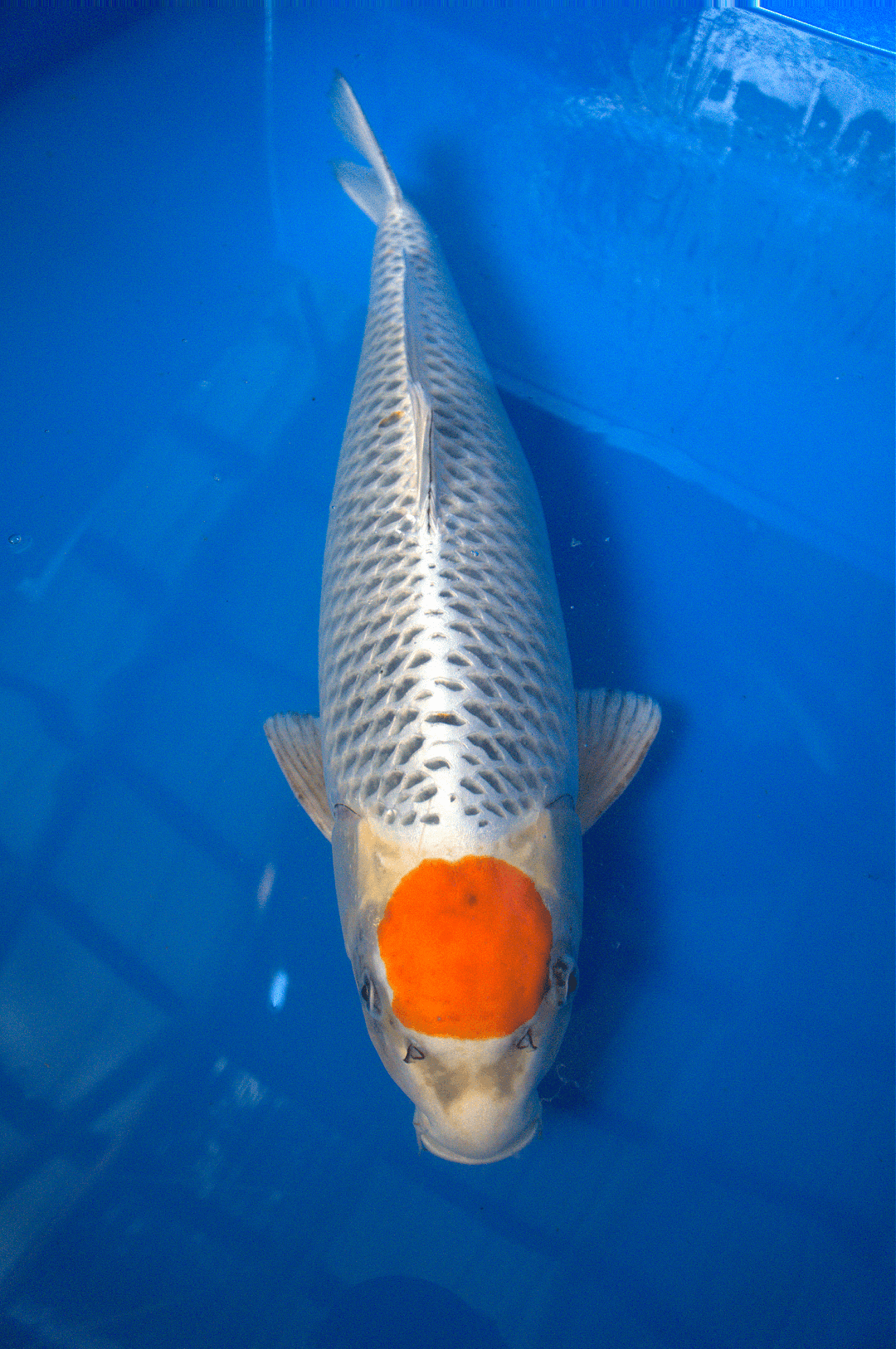 Tancho Koyaku 3YR-Tancho Koyaku-no.1