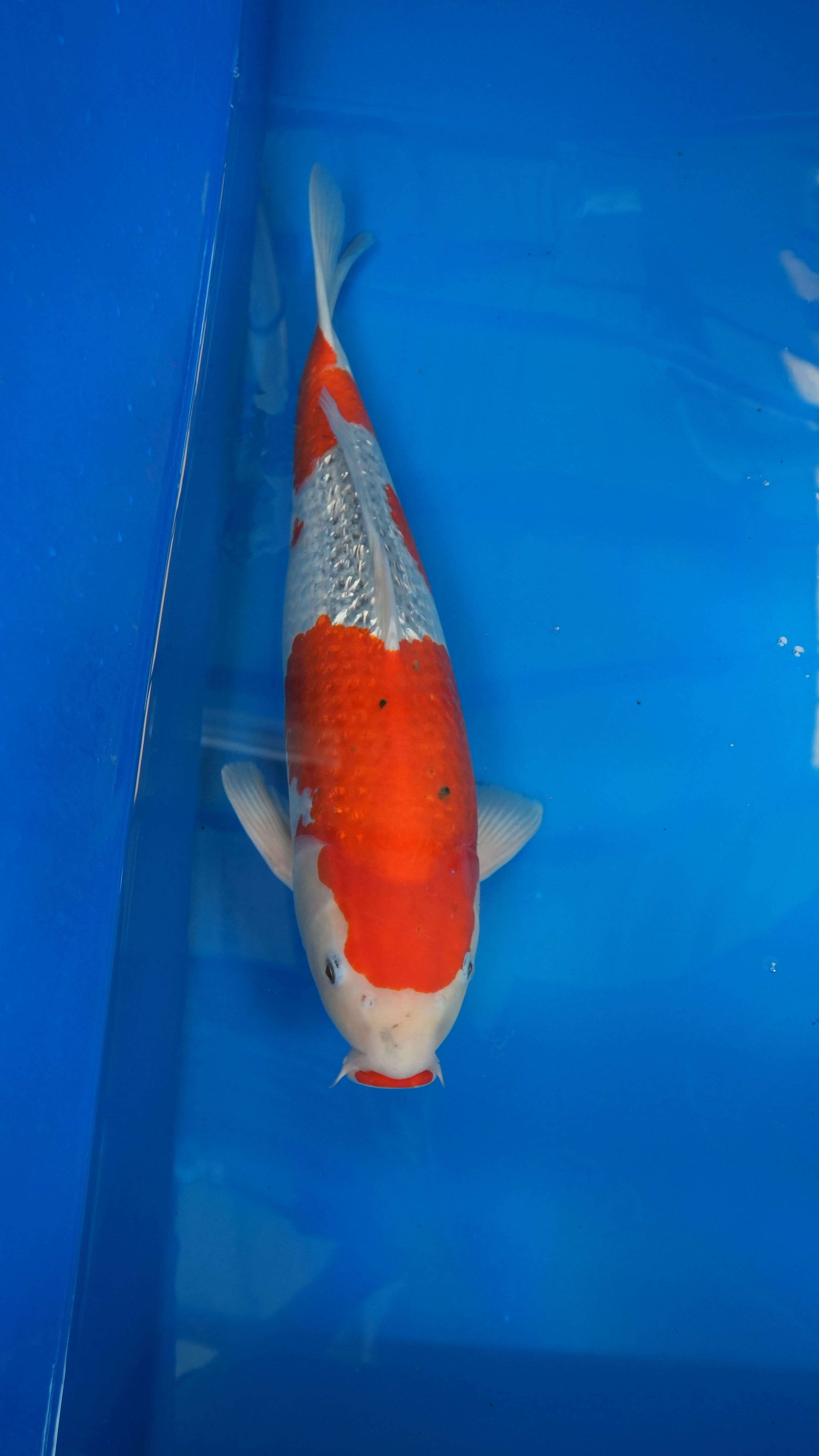 2yr-Ginrin-Goshiki-no.6