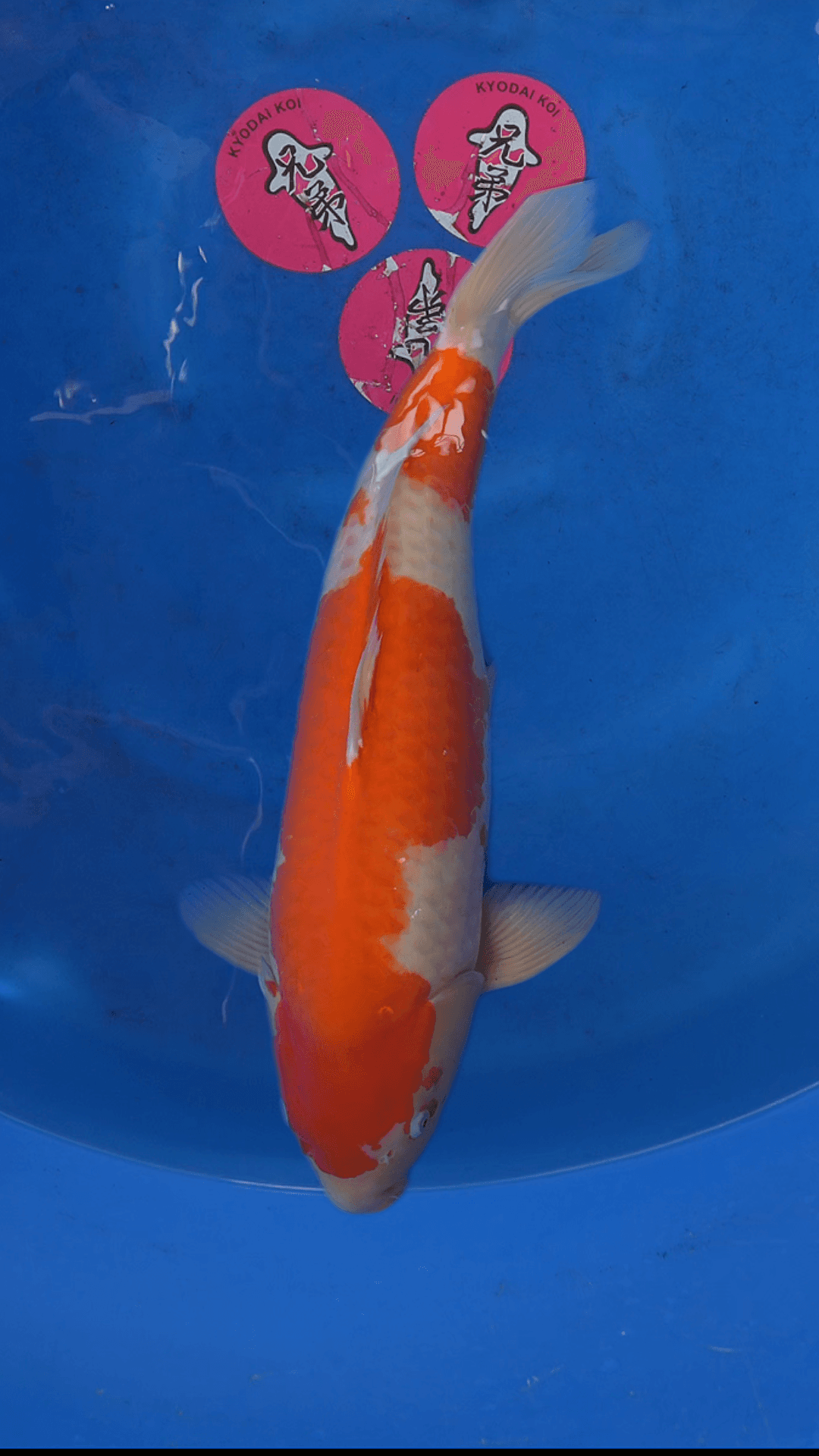New 3YR-Kuhako-no.2