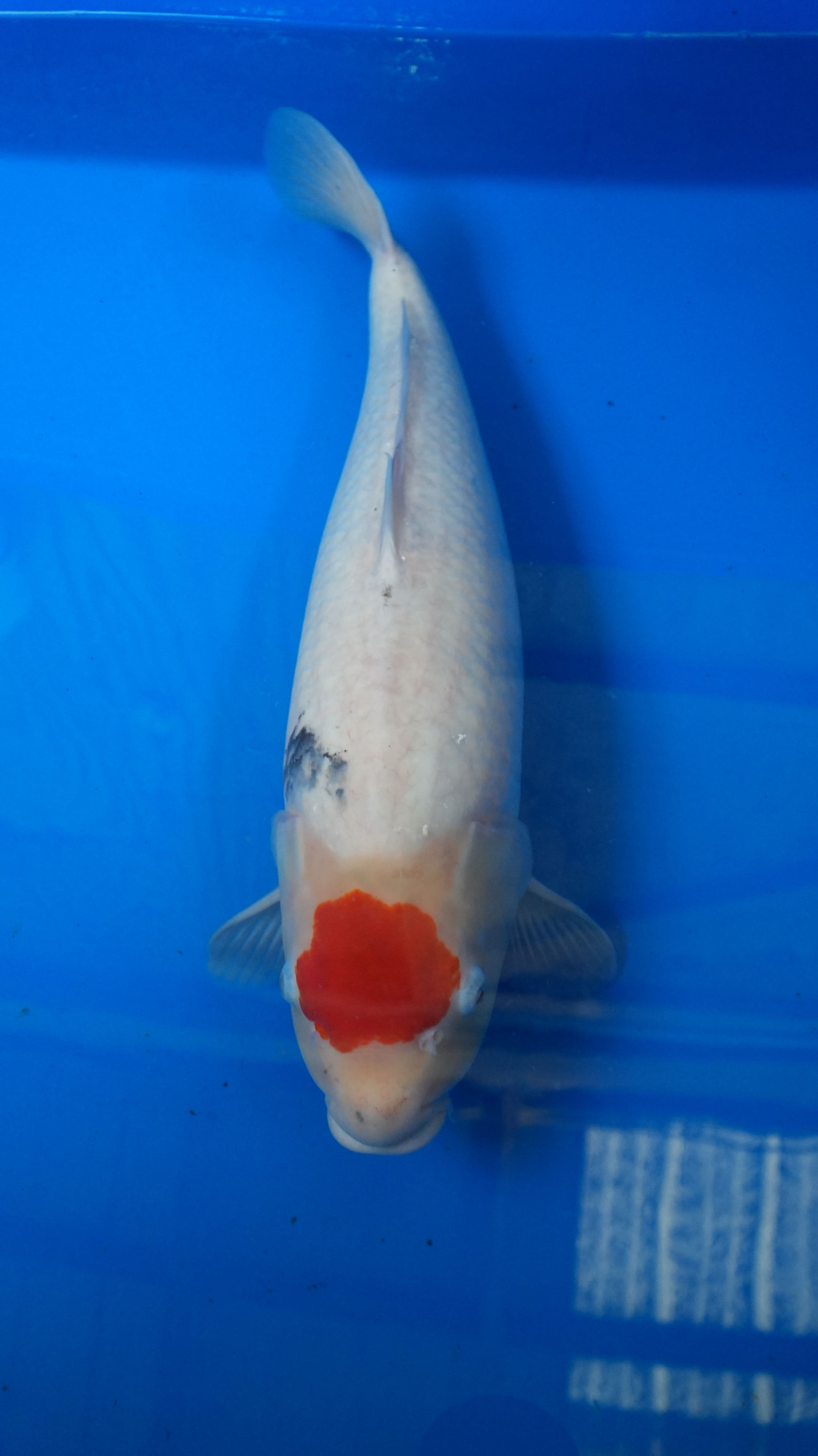 Tancho-Sanke