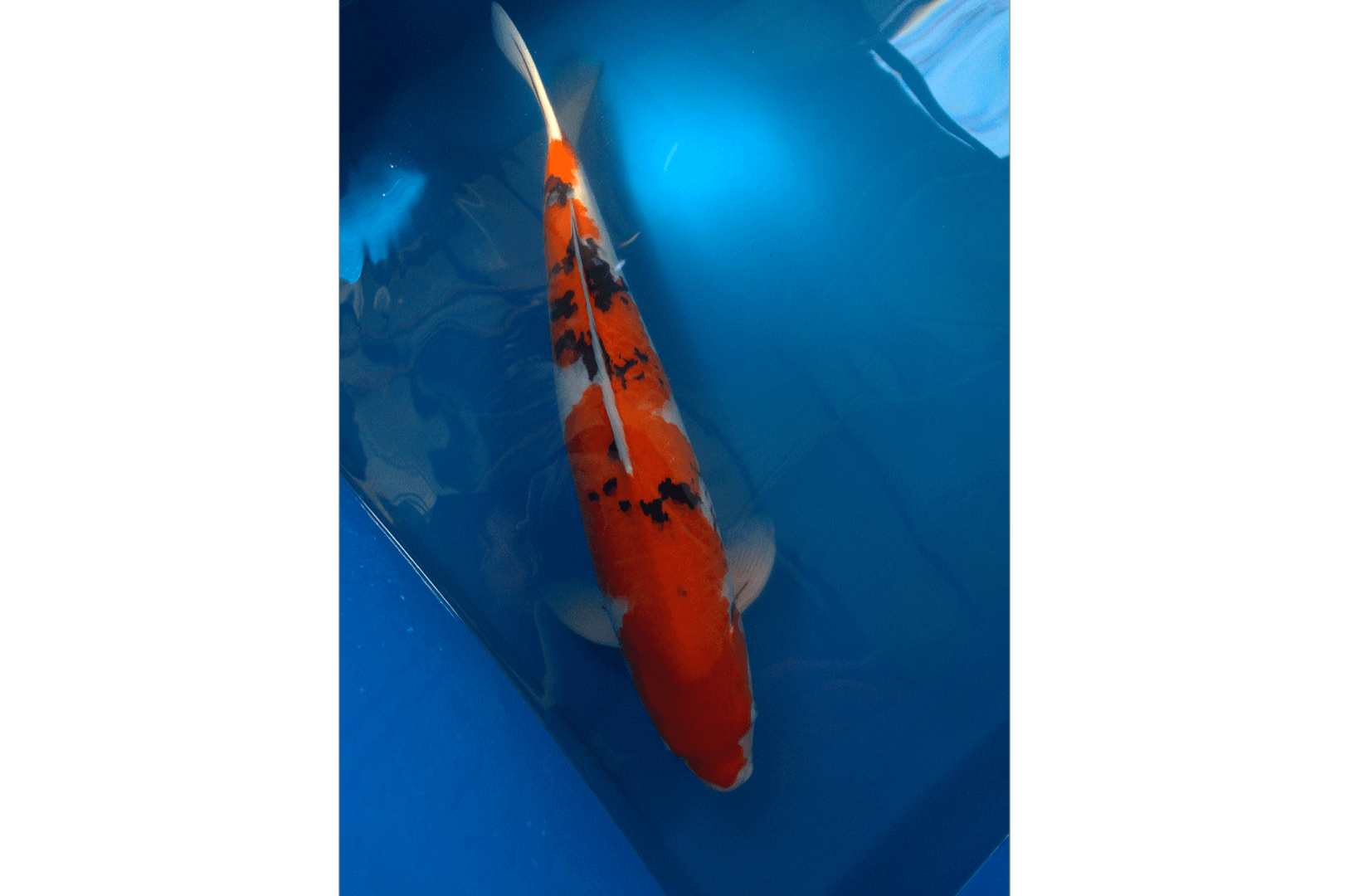 3yr-Sanke-Sakai-no.3