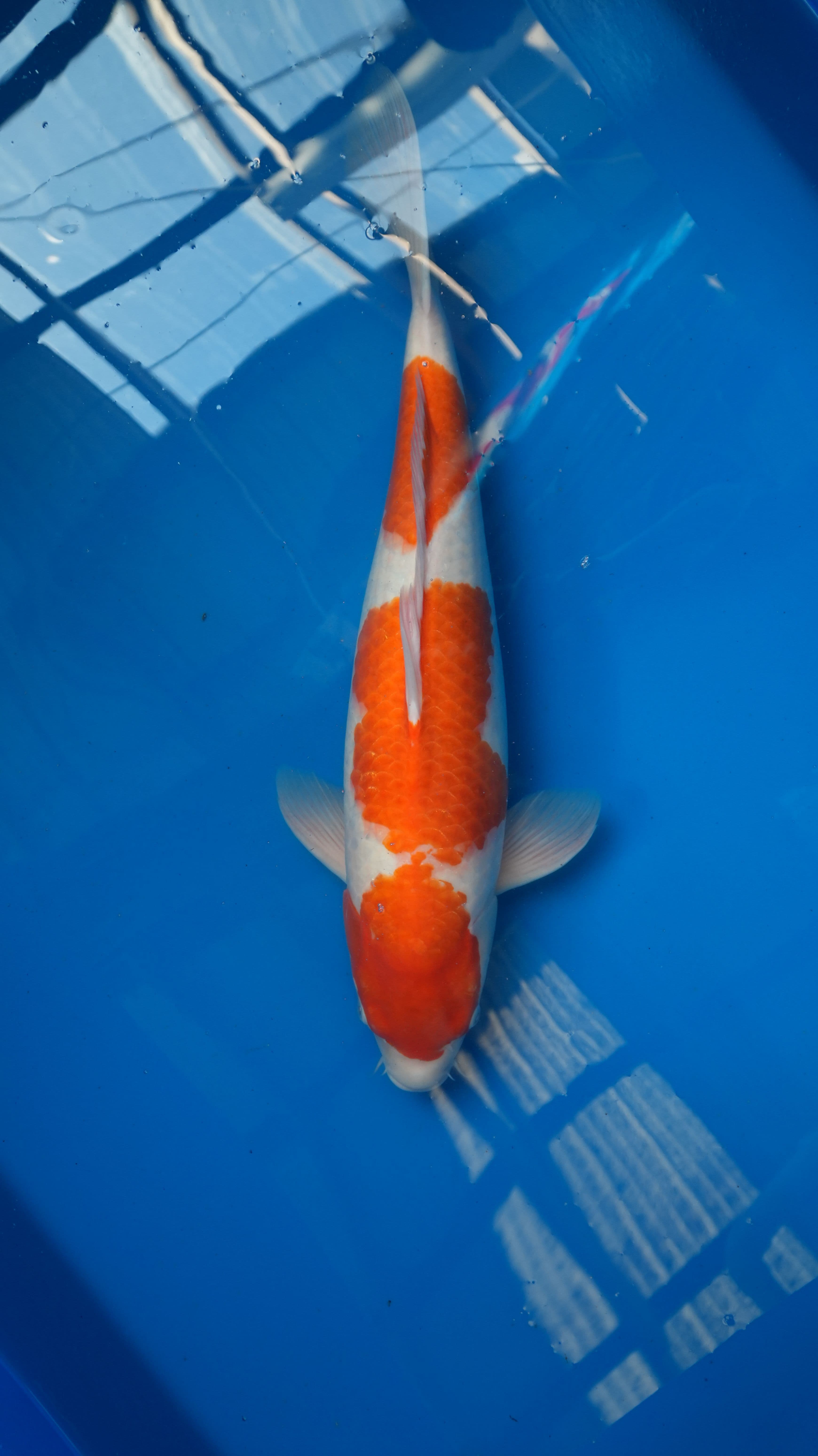 Kohaku — photo 1