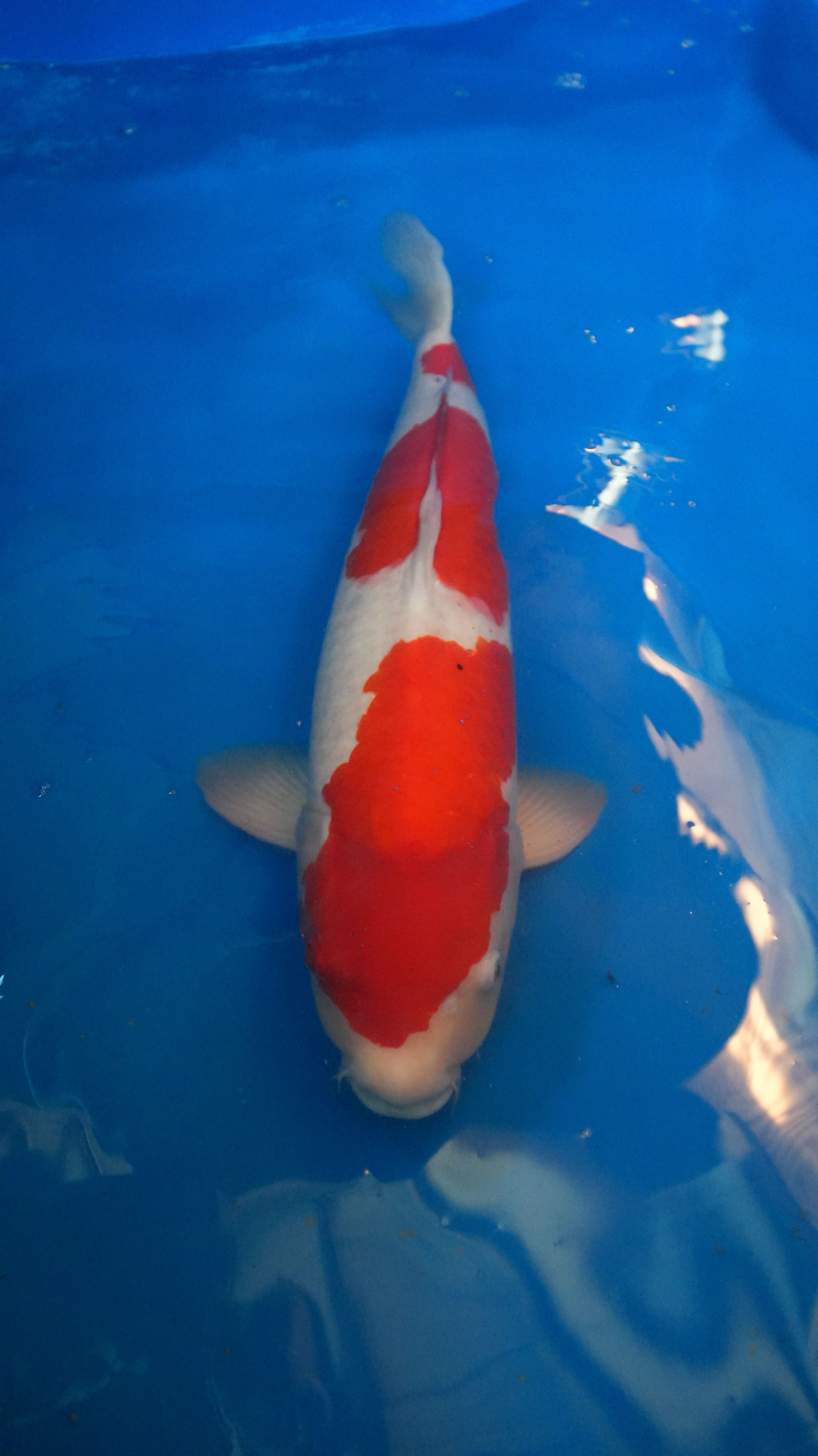 Kohaku — photo 1