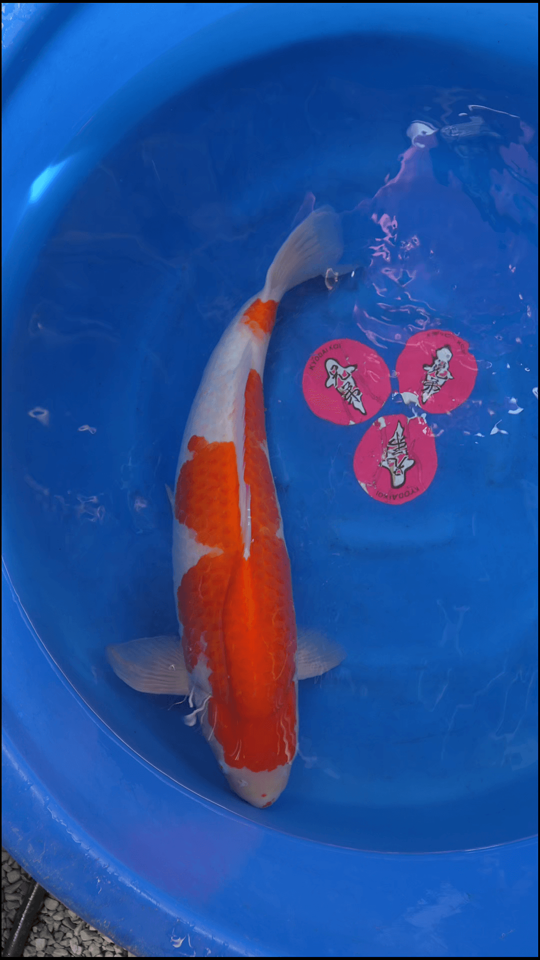 New 3YR-Kuhako-no.6