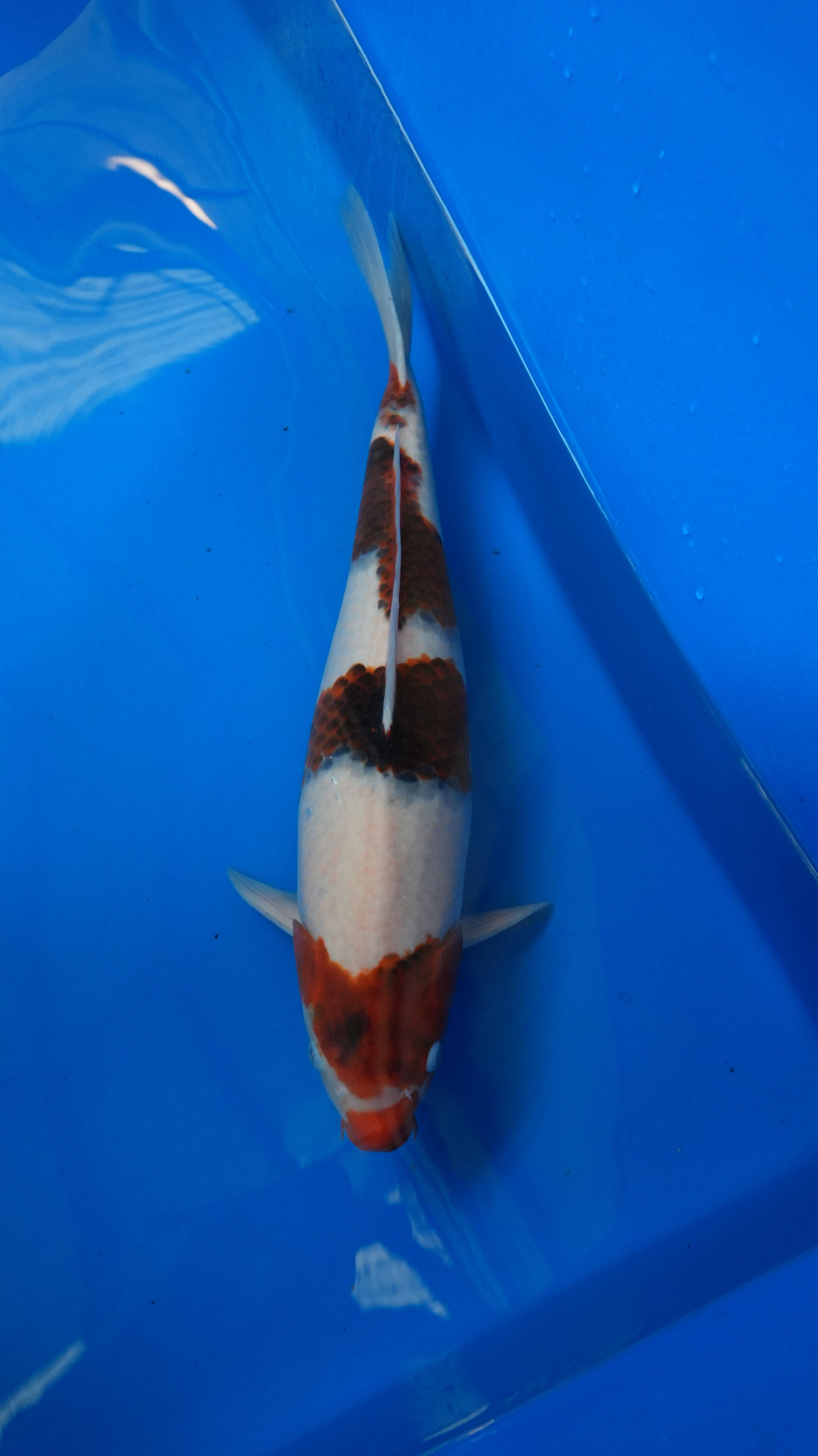 Goromo 2yr-Goromo-w5