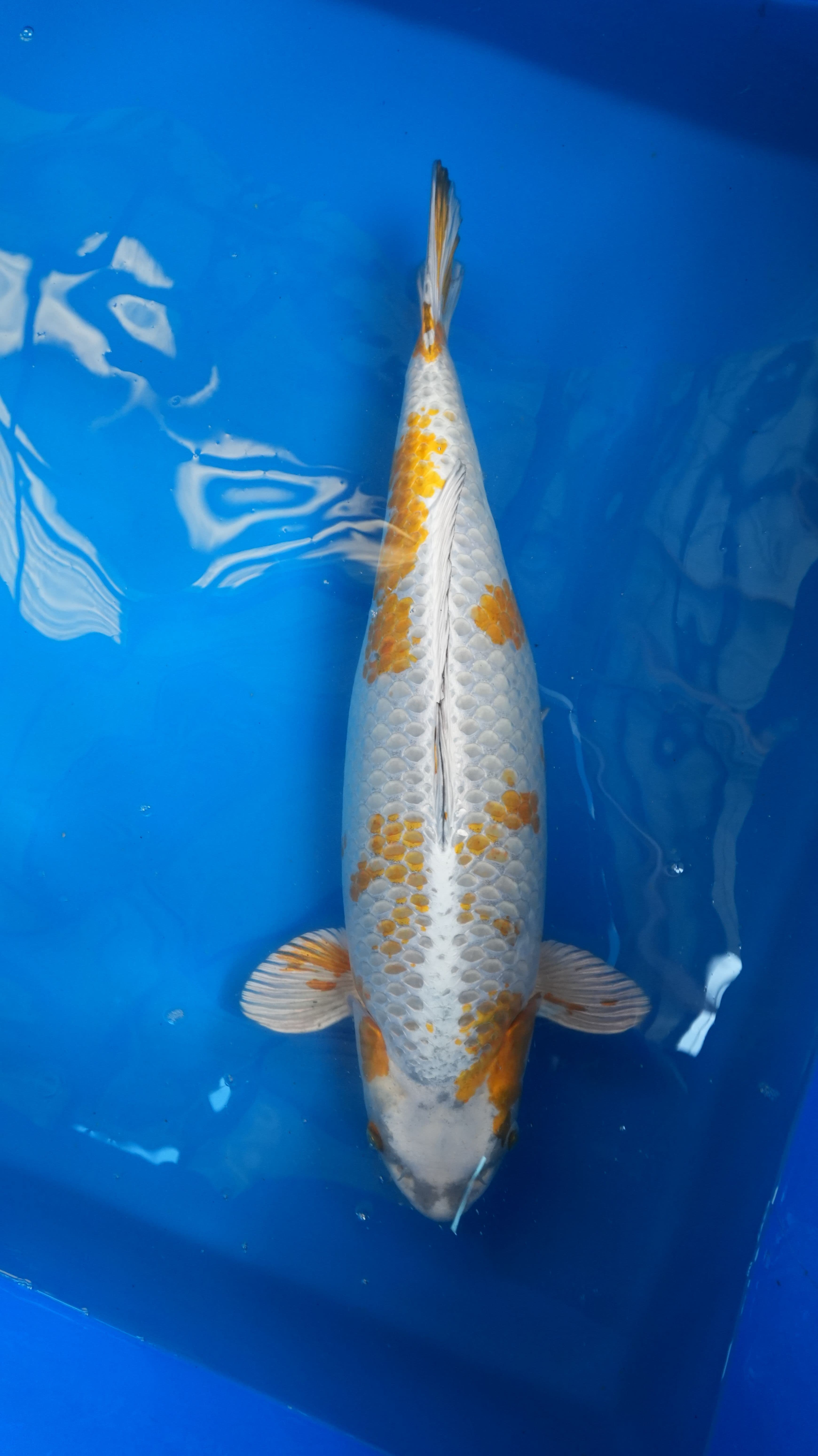 Kirin — photo 1