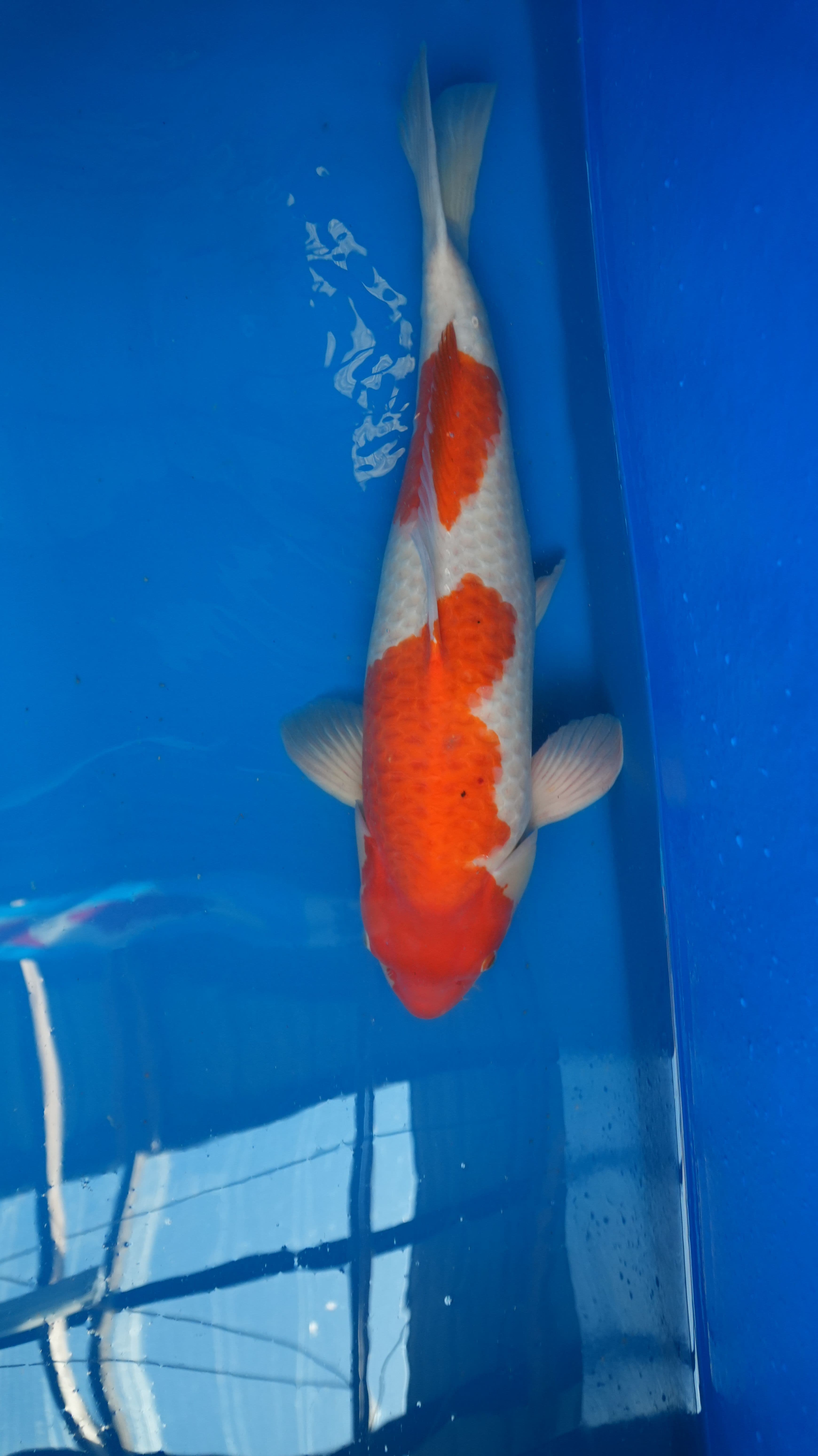 Kohaku Kohaku-w16