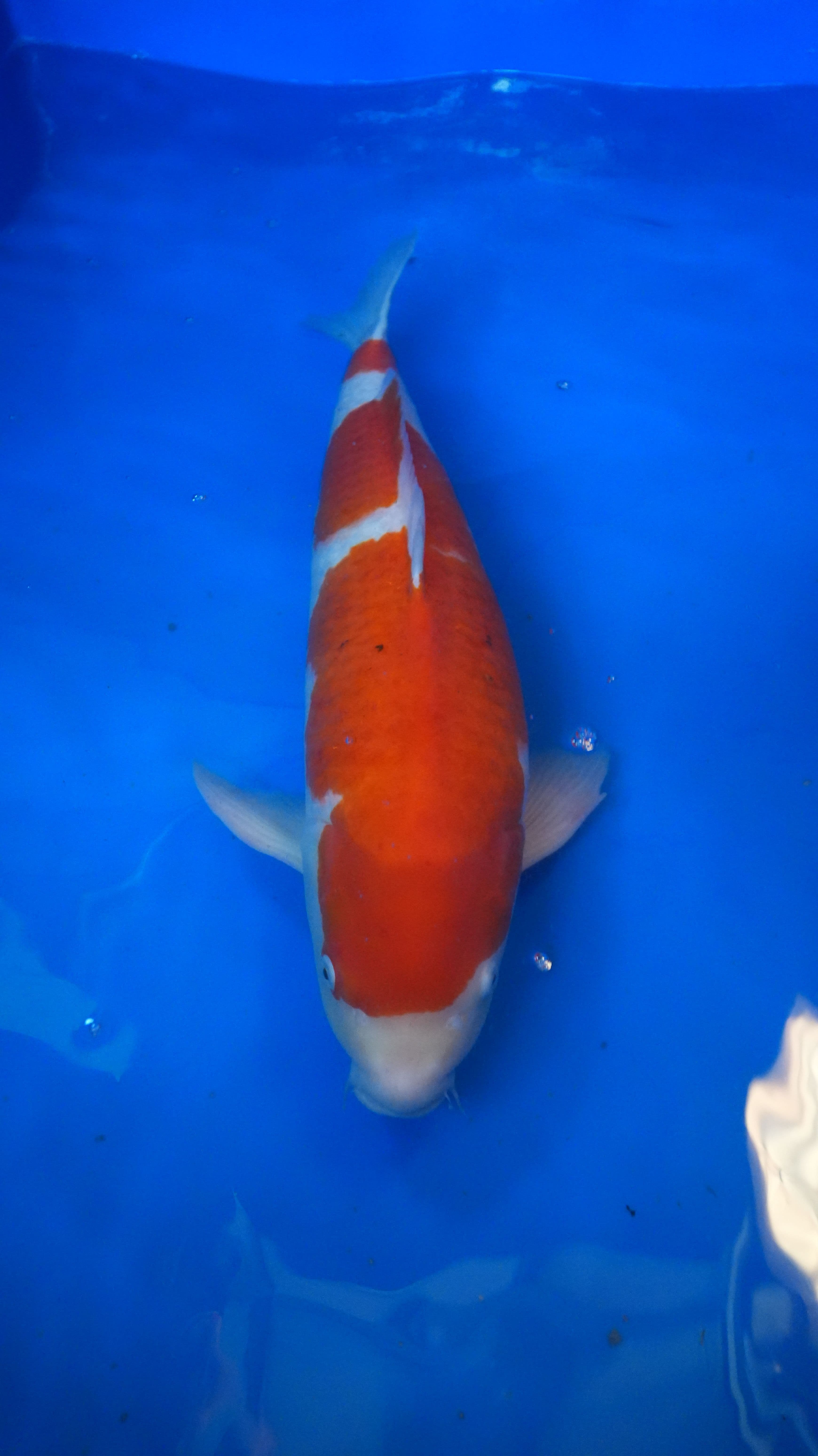 Kohaku — photo 1