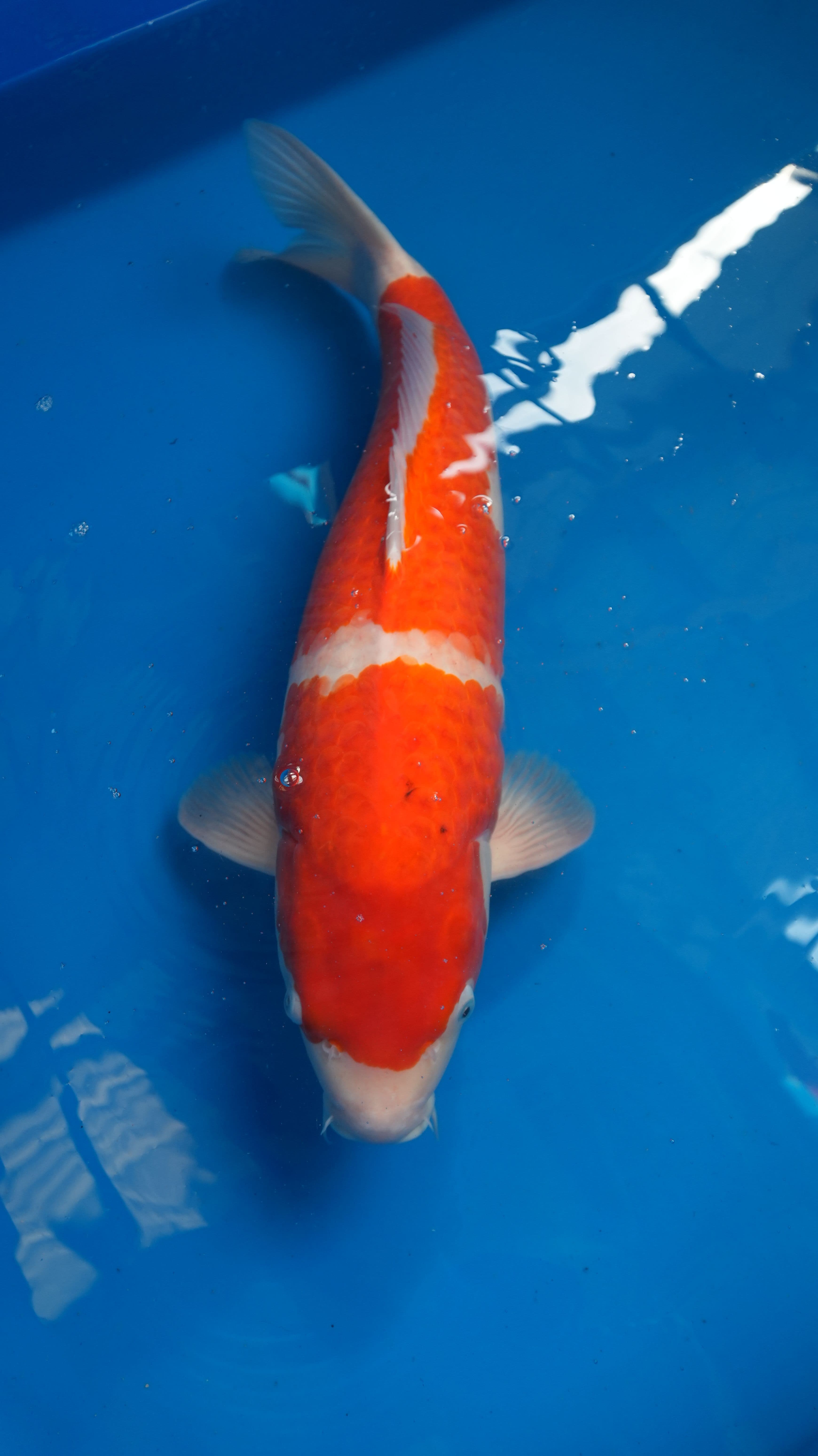 Kohaku — photo 1